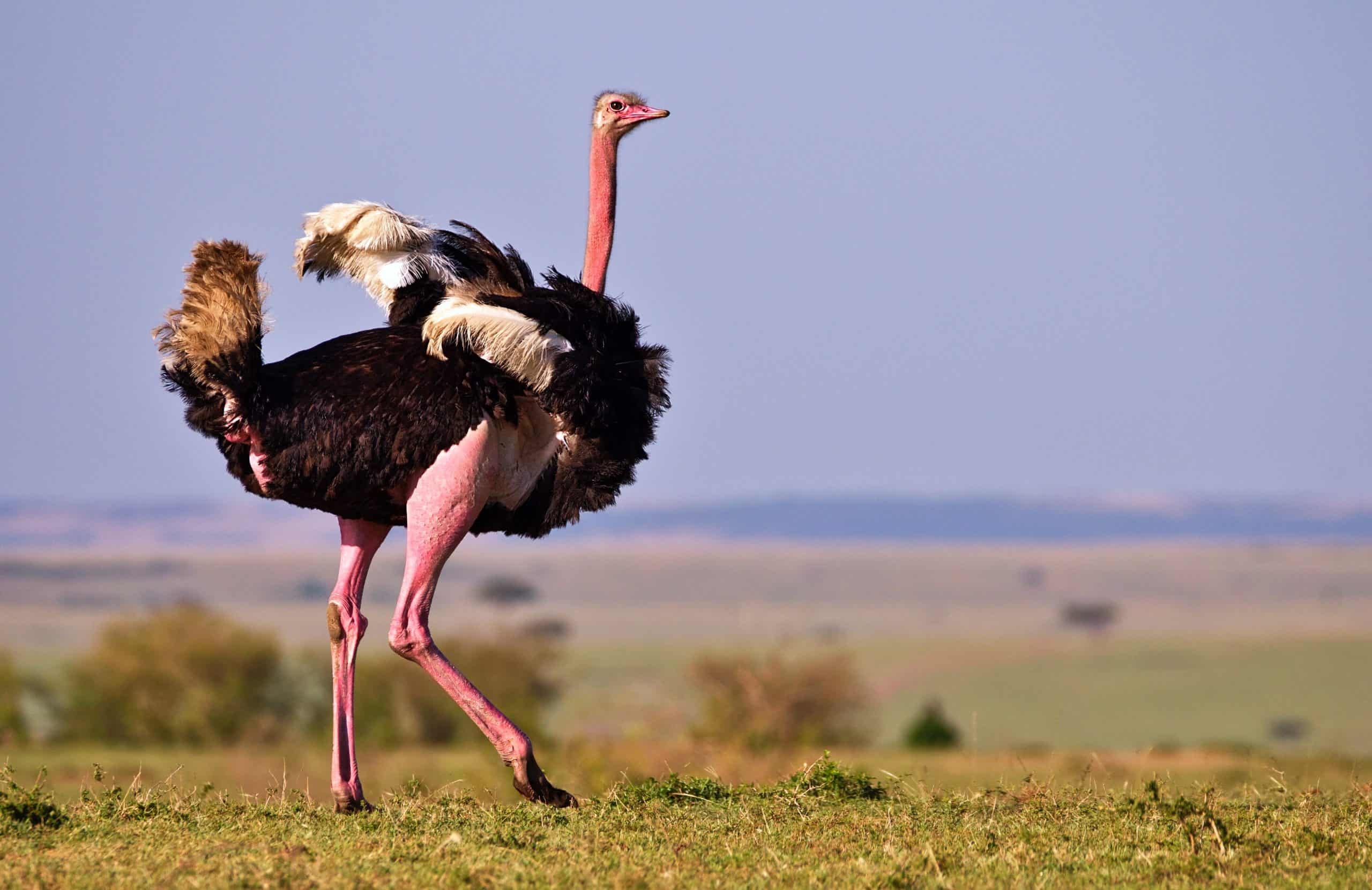 Wings' mystery, Ostrich adaptation, Flightless wonders, Evolutionary marvels, 2560x1670 HD Desktop