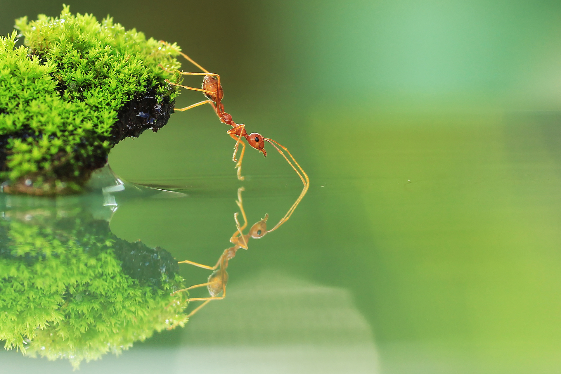 Stunning ant wallpapers, Diverse ant species, Impressive designs, Wallpaper collection, 1920x1280 HD Desktop