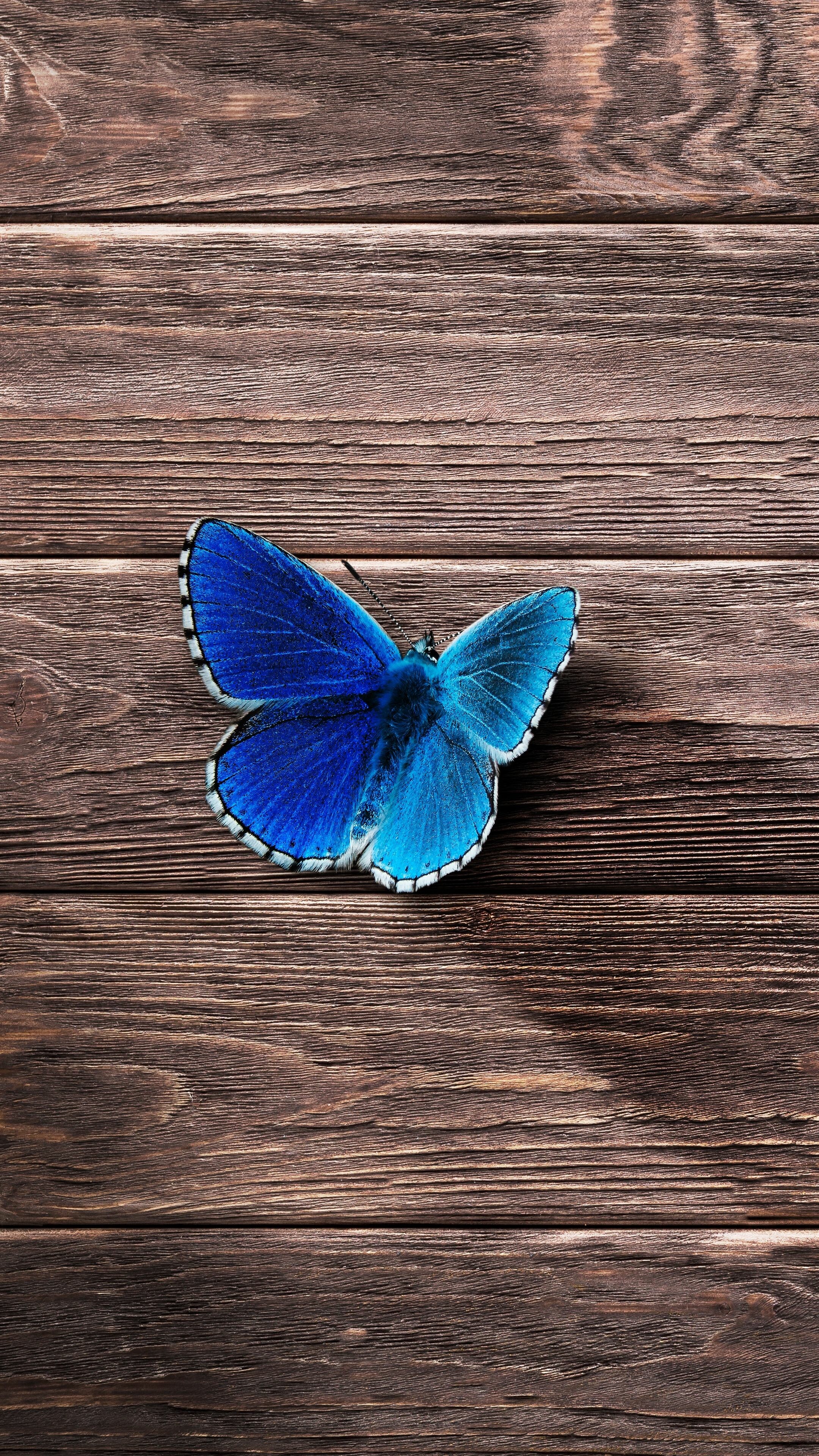 Morpho, Butterflies Wallpaper, 2160x3840 4K Phone