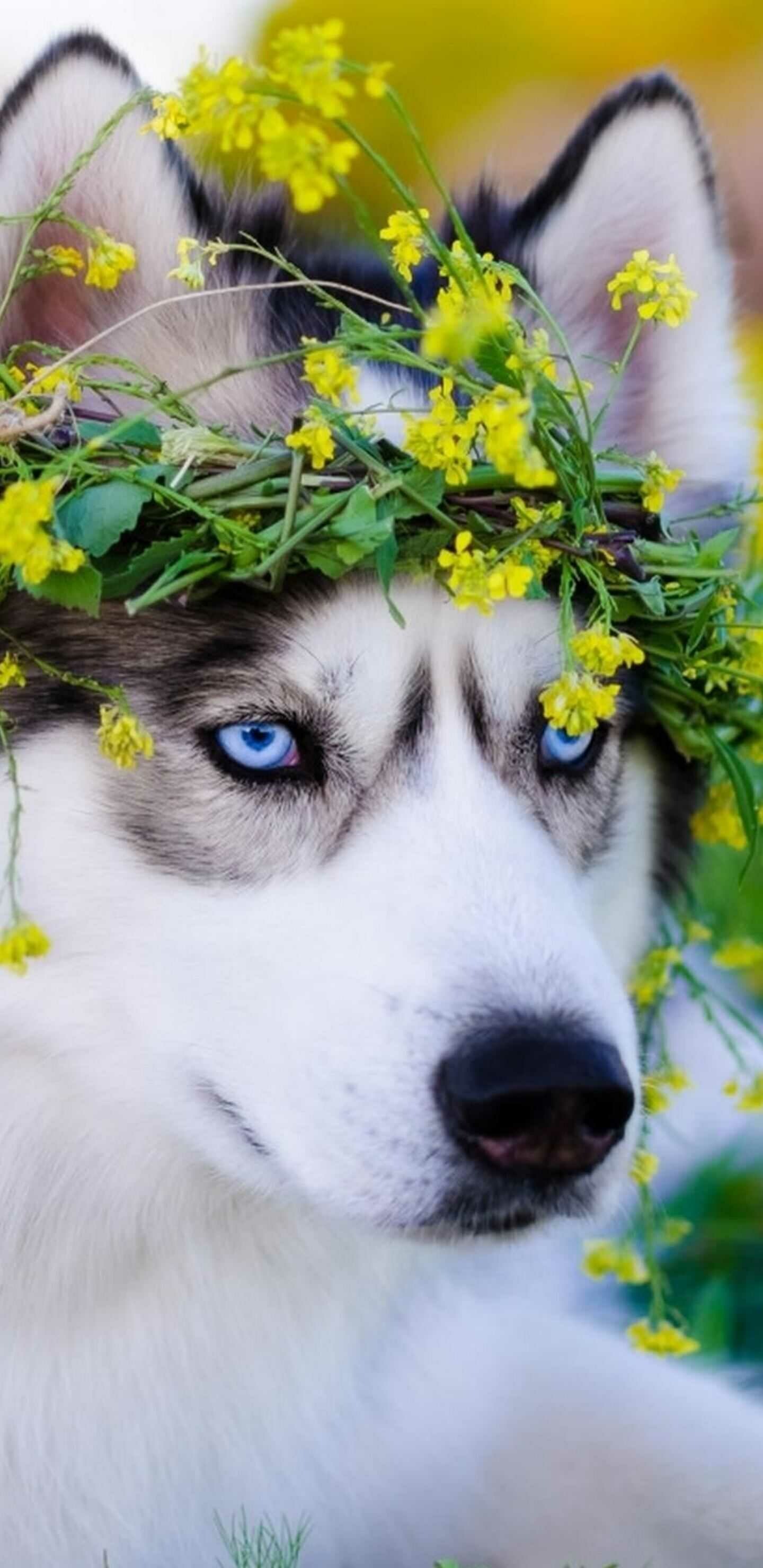 Flower crown, Siberian Huskies Wallpaper, 1440x2960 HD Phone