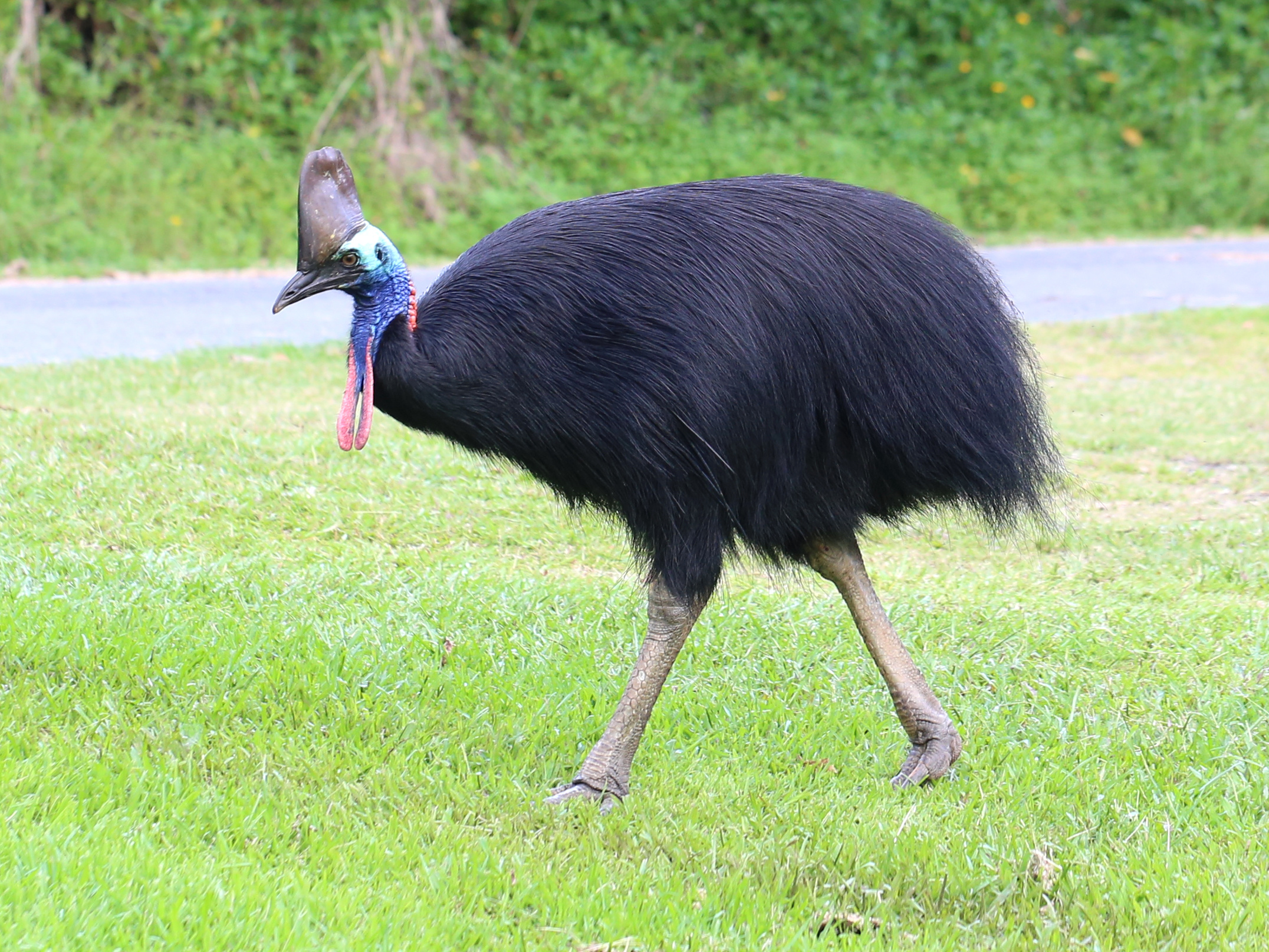 Majestic cassowary, Exotic bird species, Unique Australian wildlife, Vibrant plumage, 2160x1620 HD Desktop