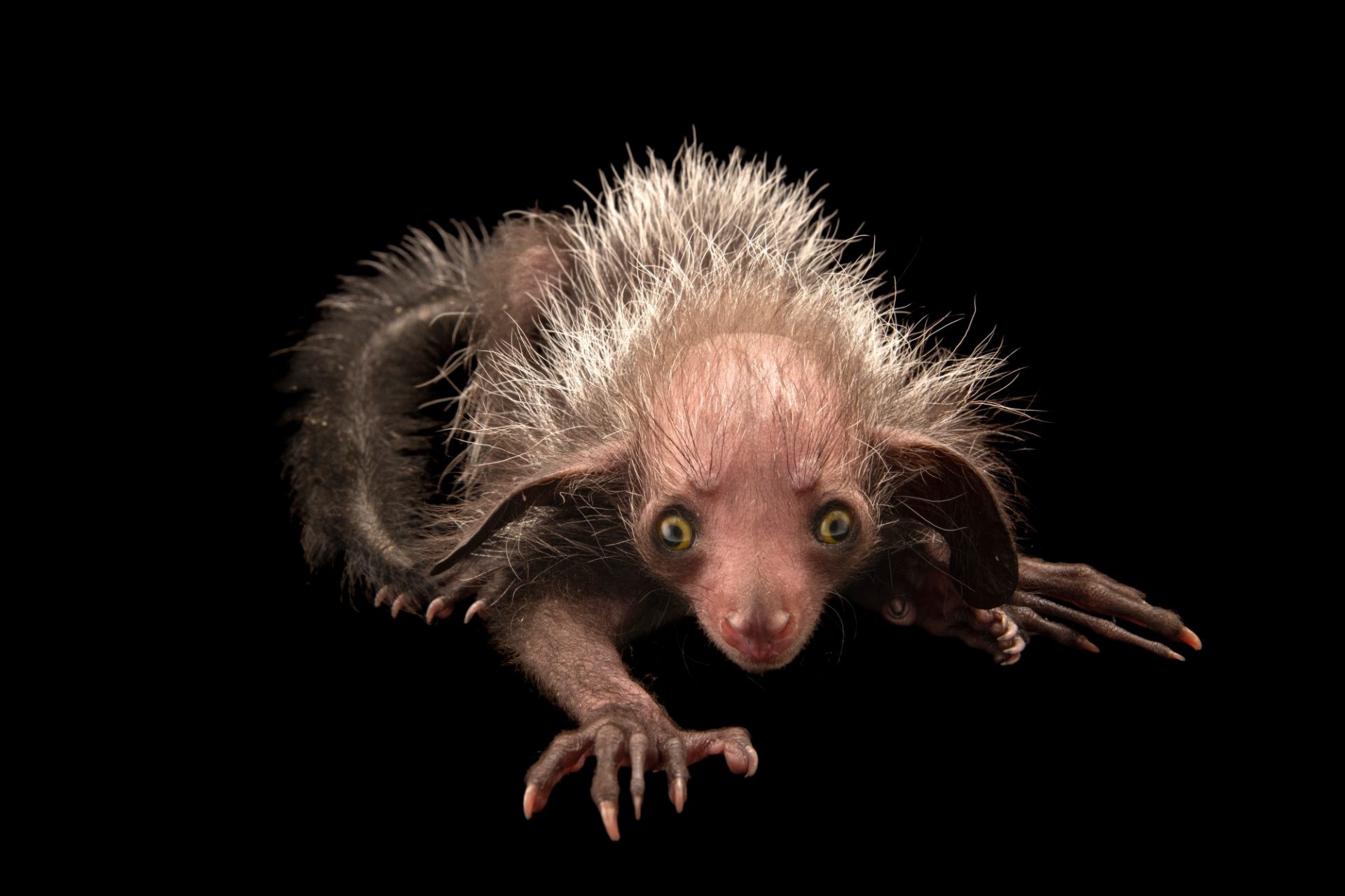 Joel Sartore's Aye Aye, Captivating animal portraits, Photographer's expertise, Stunning visual, 1920x1280 HD Desktop