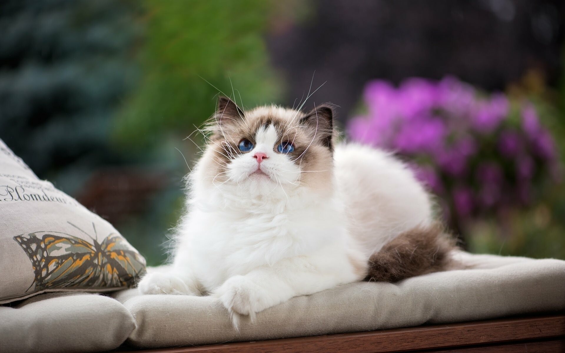 Cute ragdoll cats, Irresistibly charming, Adorned with pillows, High-quality images, 1920x1200 HD Desktop