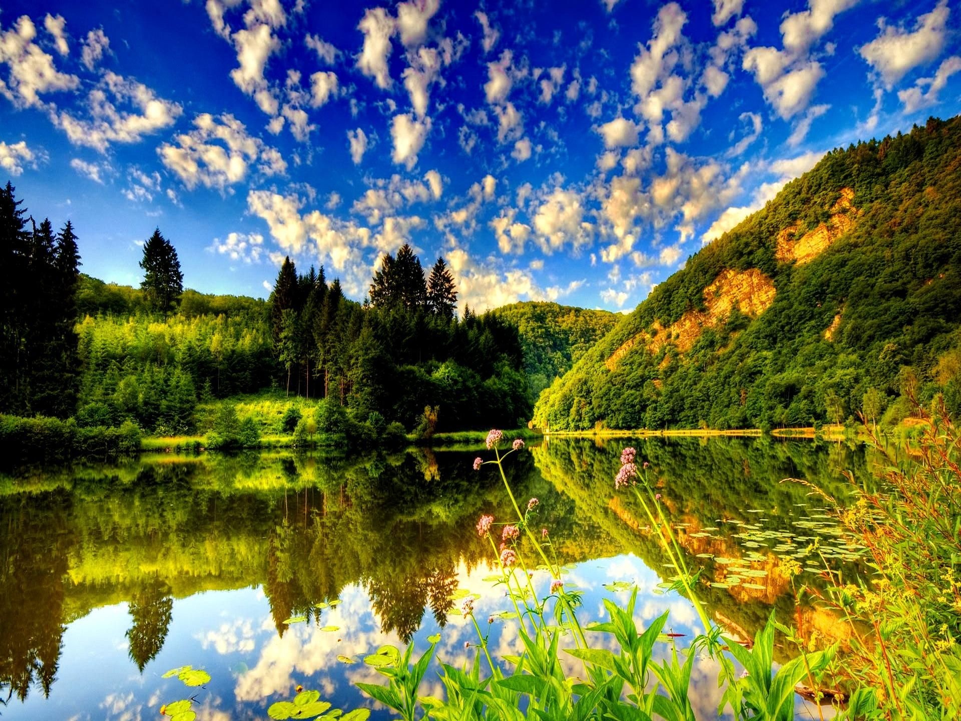 blooming pink wildflowers, calm reflective forest lake, scattered cumulus clouds, HD Desktop wallpaper