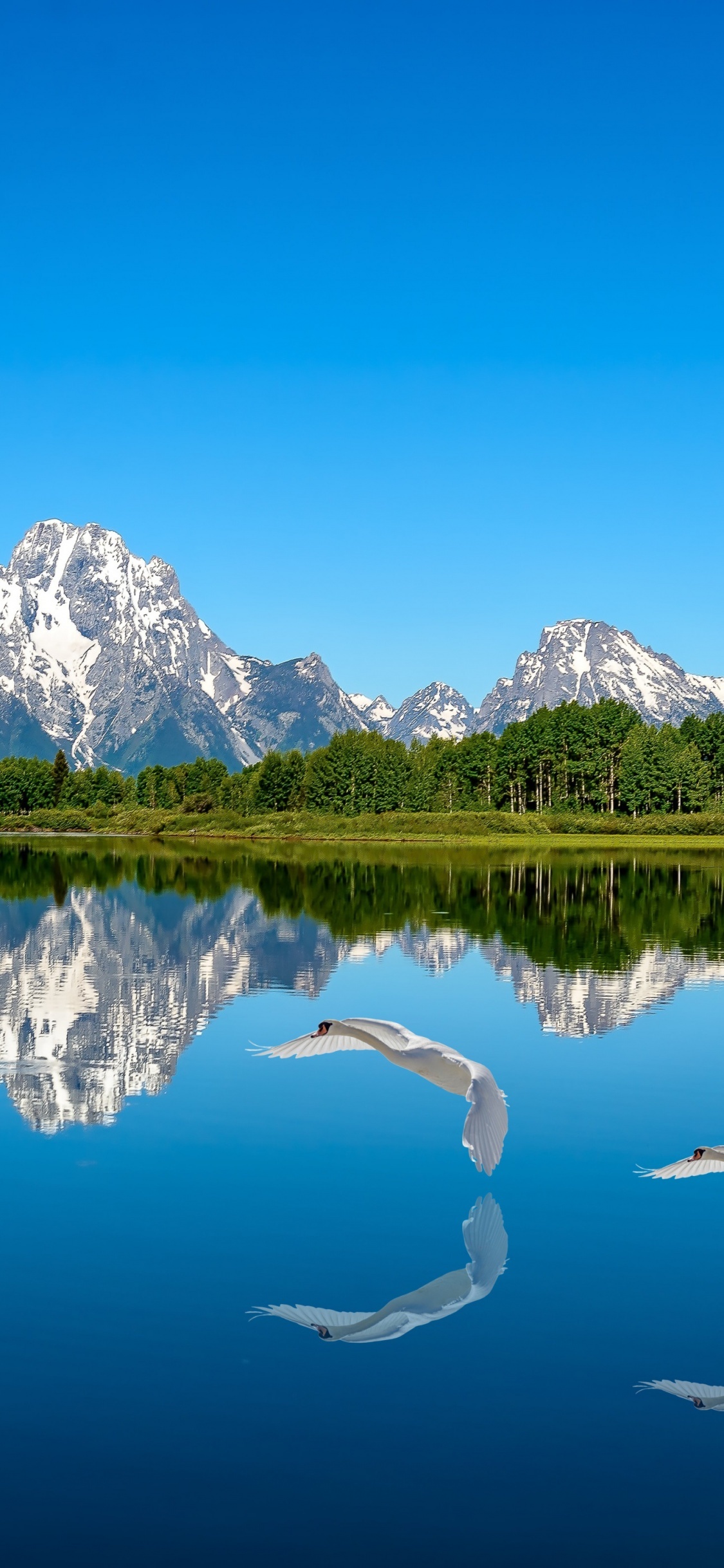 Mount Moran, Grand Teton National Park, flying mute swan, HD Phone wallpaper