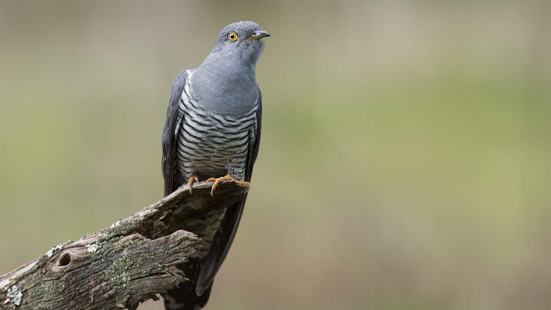 Graphic cuckoo wallpapers, Artistic avian, Nature-inspired, Aesthetic delight, 1920x1080 Full HD Desktop