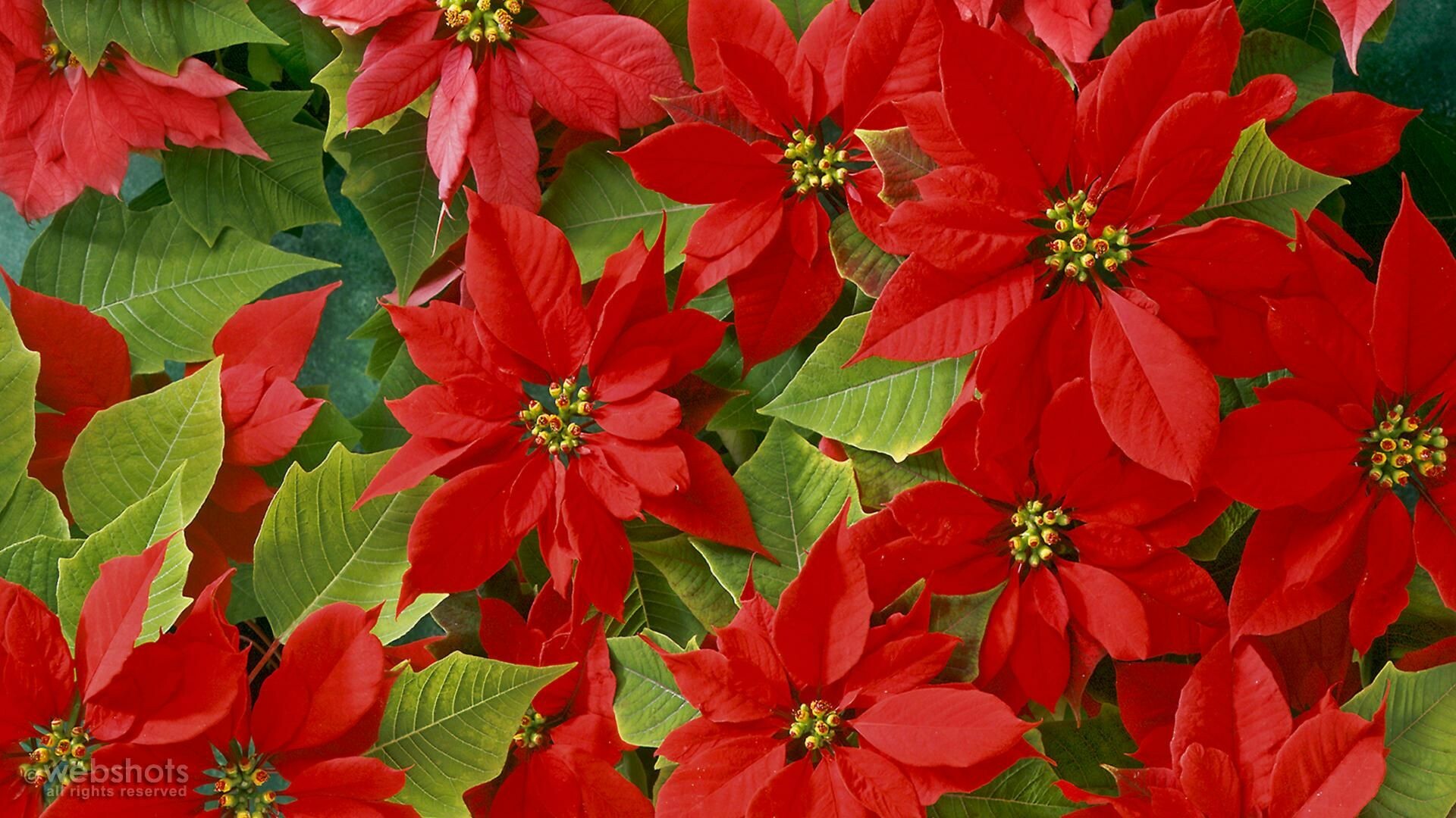 Breathtaking poinsettias, Gorgeous holiday plants, Vibrant red flowers, Festive enchantment, 1920x1080 Full HD Desktop
