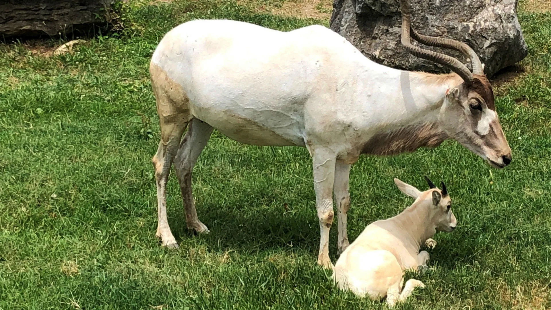 Addax, Louisville zoo, Animal born, Eyewitness news, 1920x1080 Full HD Desktop