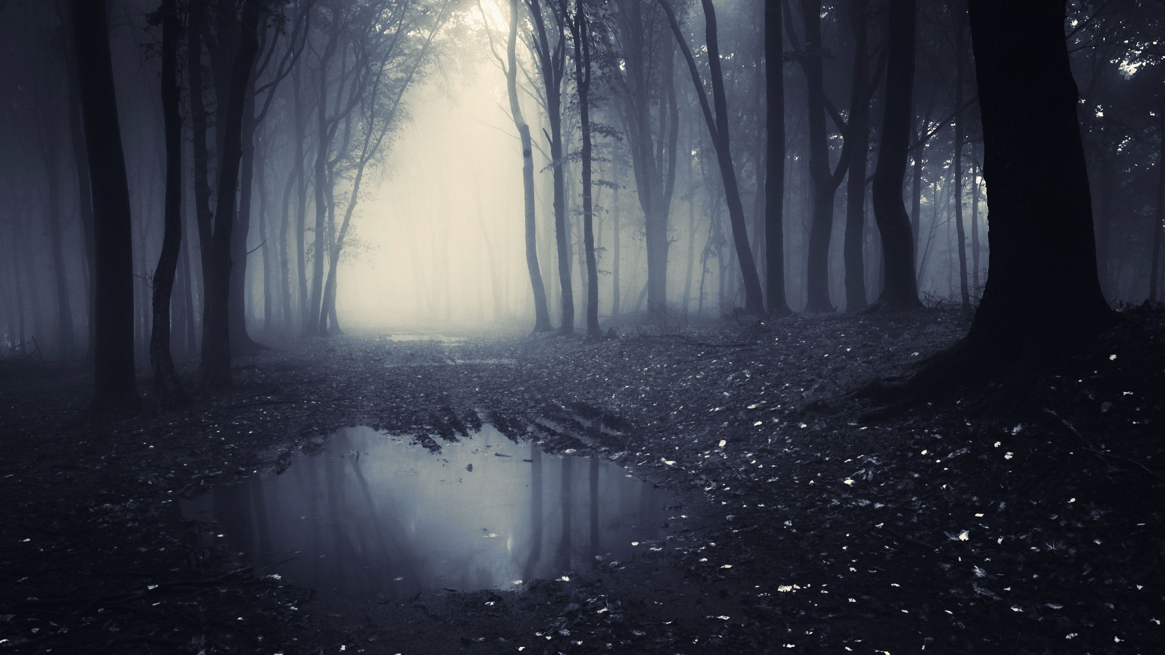 reflective muddy puddle, foggy dark forest path, silhouetted woodland trees, 4K Desktop wallpaper