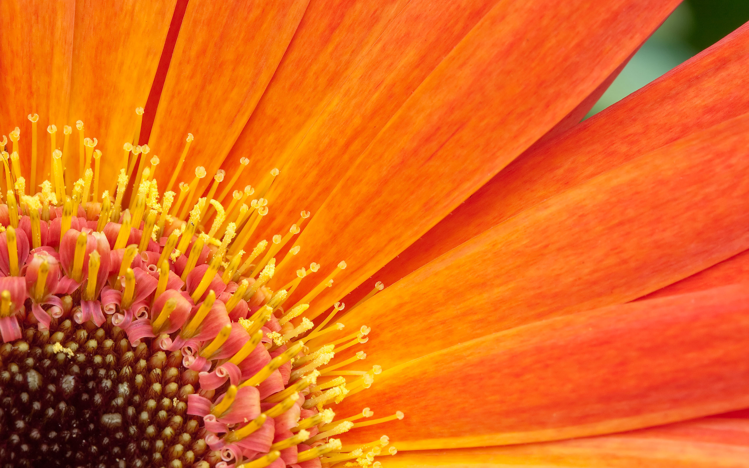 Orange Gerbera daisy, Yellow stamens with pollen, Macro orange flower petals, HD Desktop wallpaper