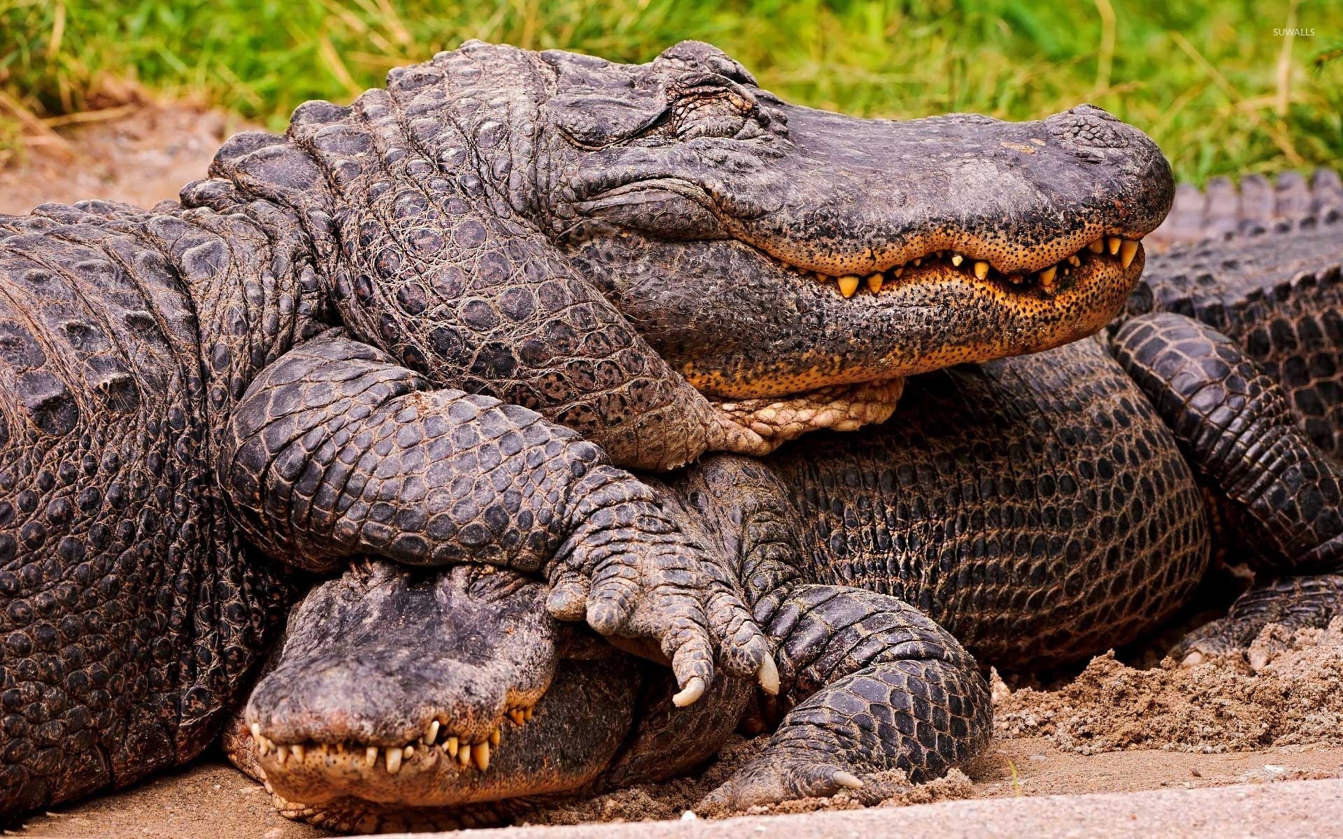 Couple, Alligators Wallpaper, 1920x1200 HD Desktop