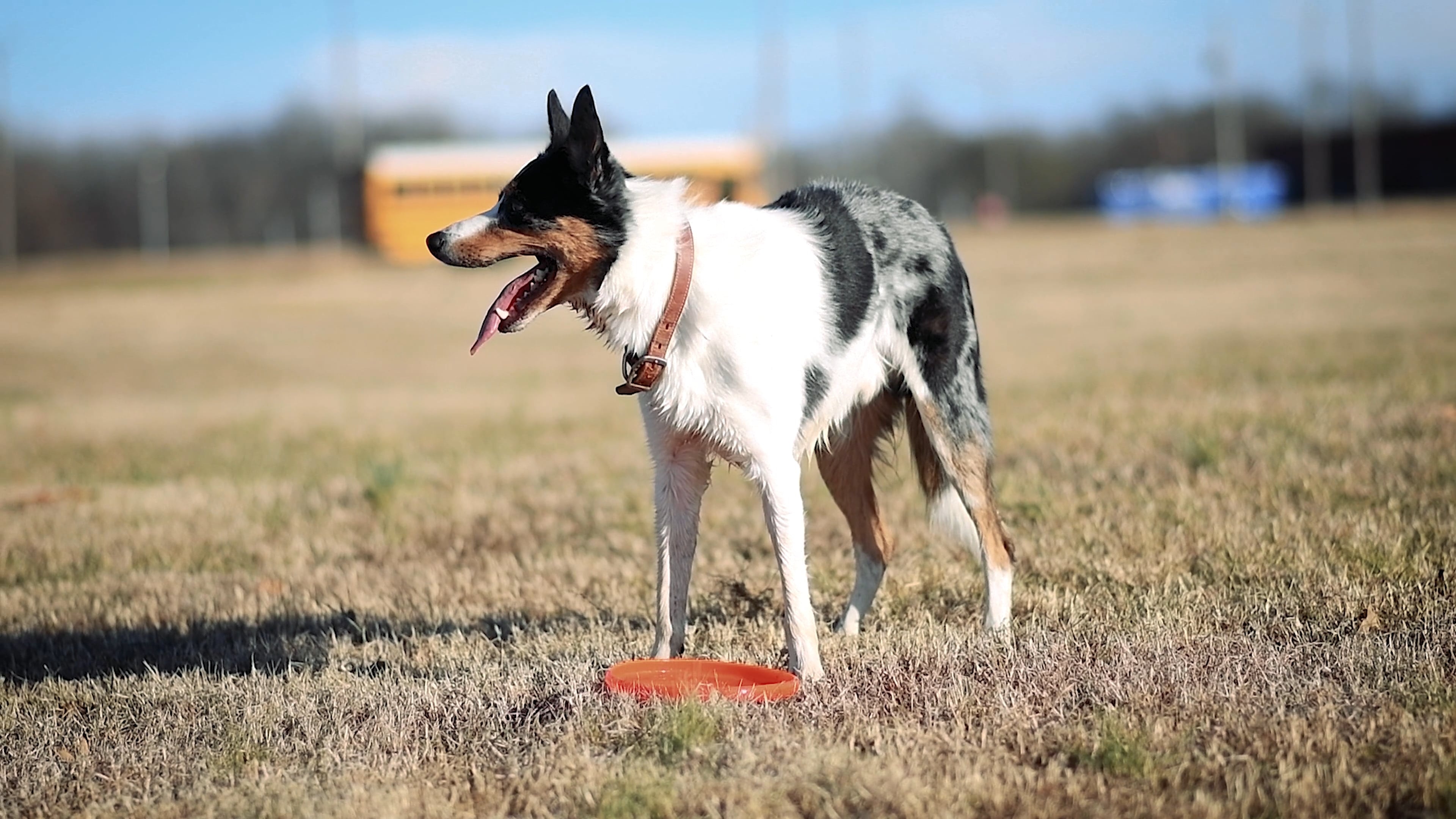 Dog catching frisbee, Free stock video, Frisbee dog, Catching a frisbee, 3840x2160 4K Desktop