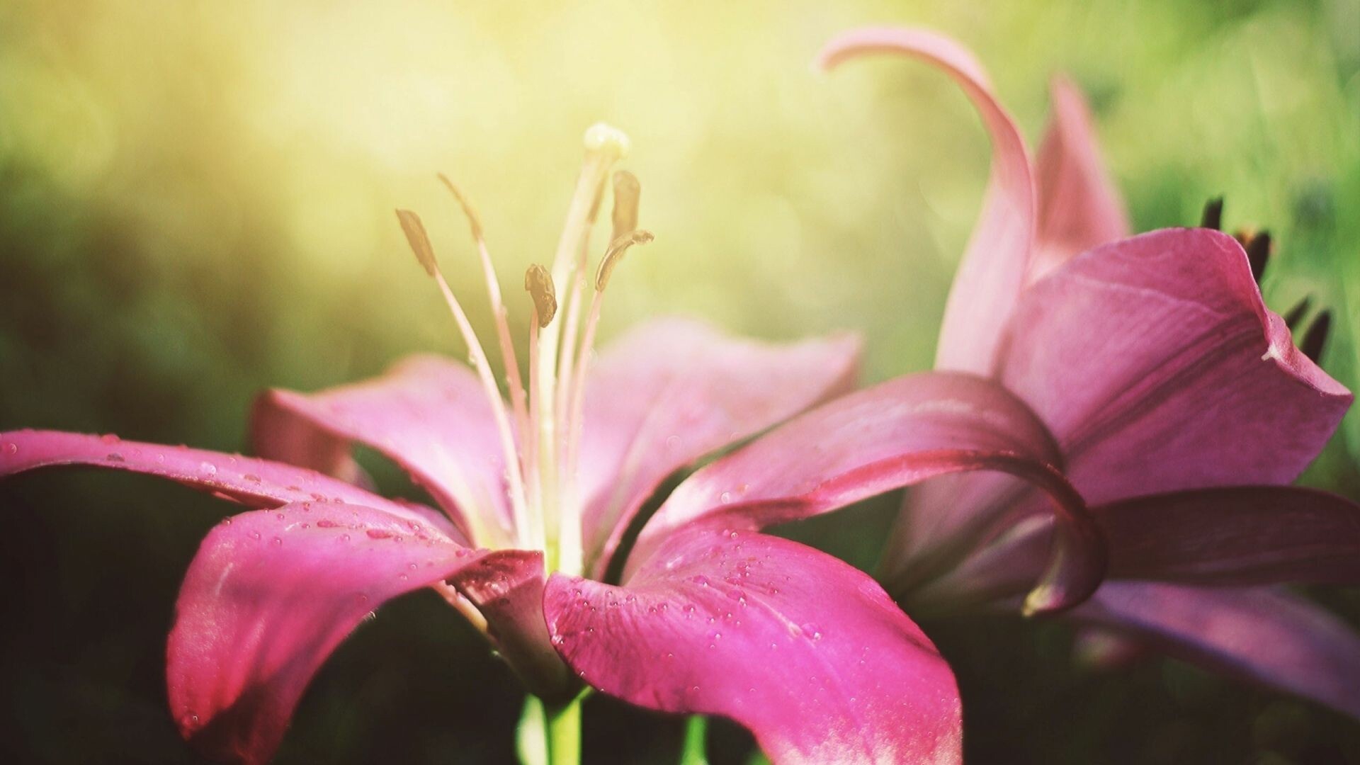 Lily flower, Pink petals, Purple flowers, Nature, 1920x1080 Full HD Desktop