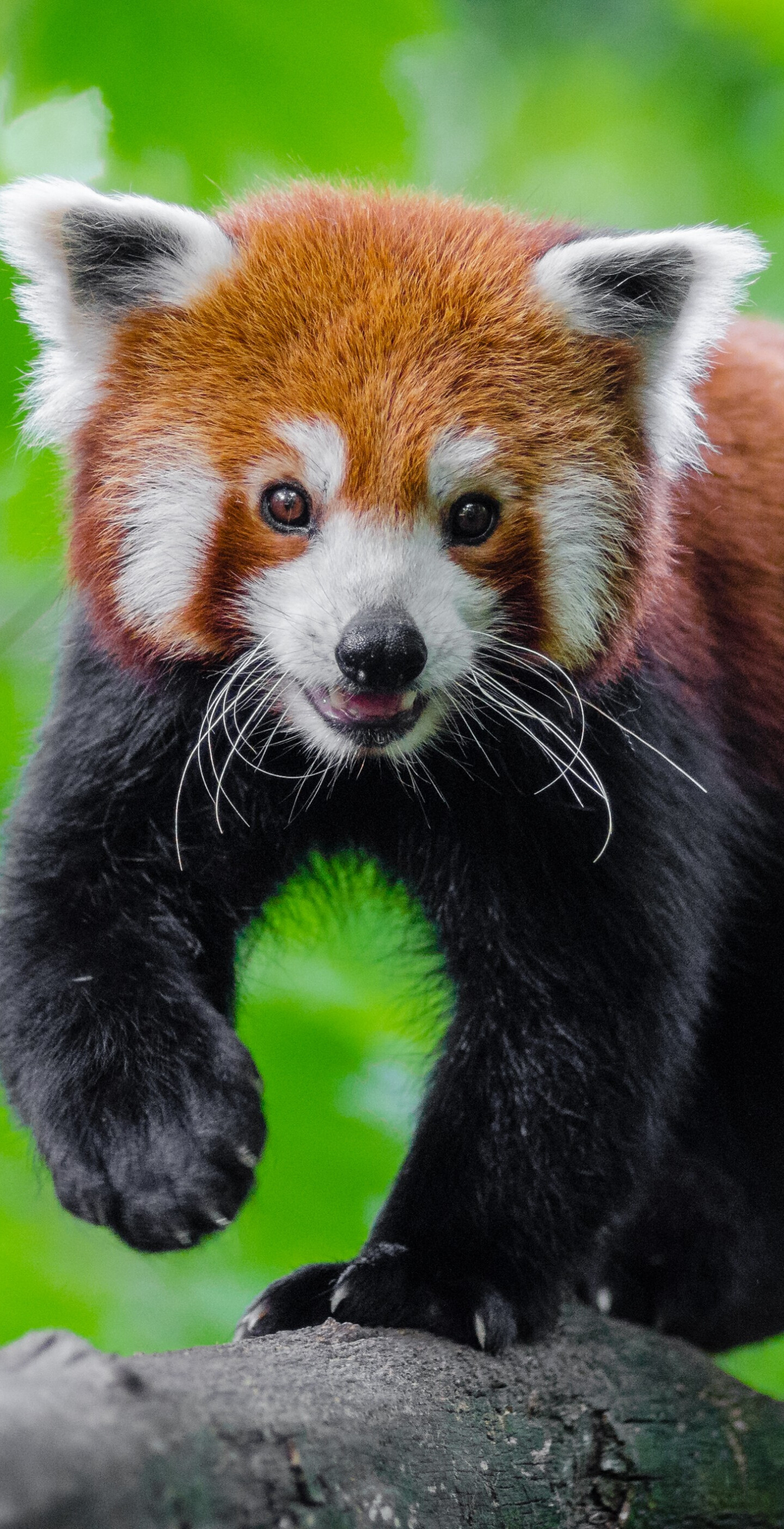 Cute red panda, Animal play, Samsung Galaxy, HD background, 1440x2810 HD Phone