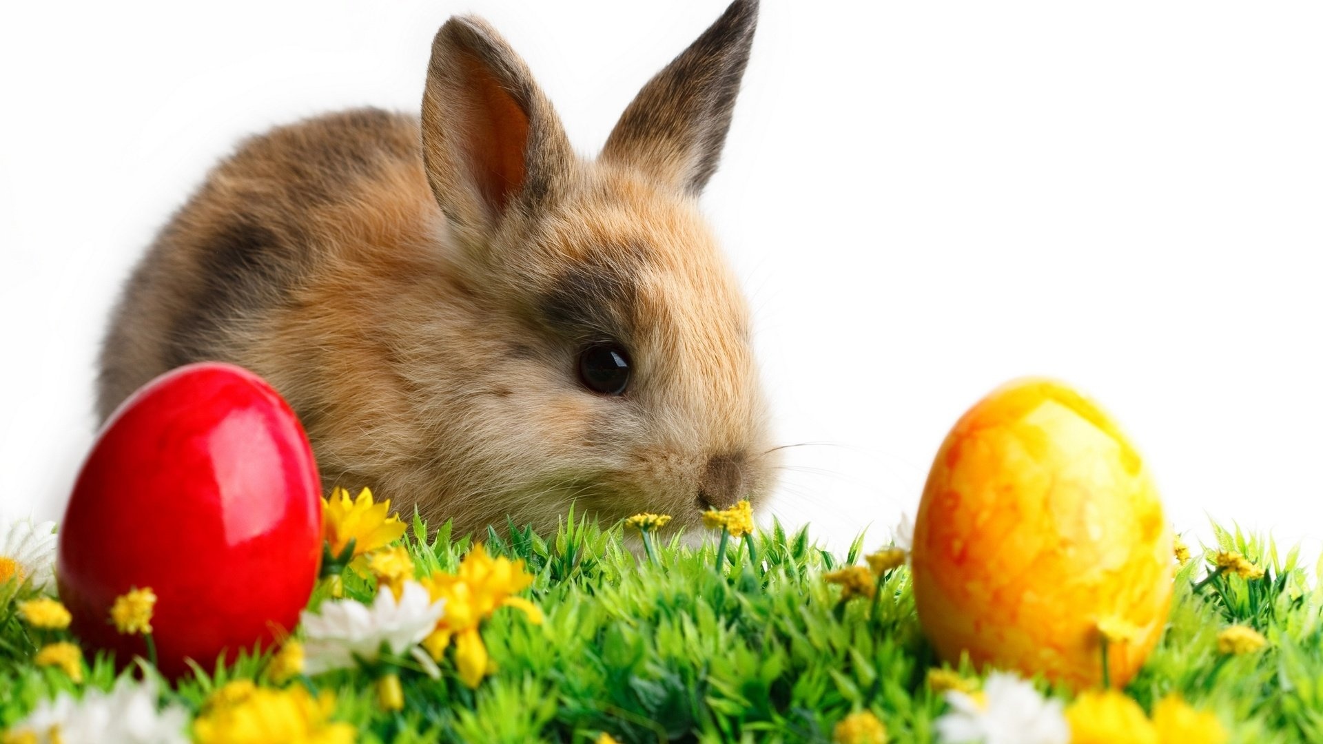 HD rabbit, Bunny desktop, Cute bunnies, Free download, 1920x1080 Full HD Desktop