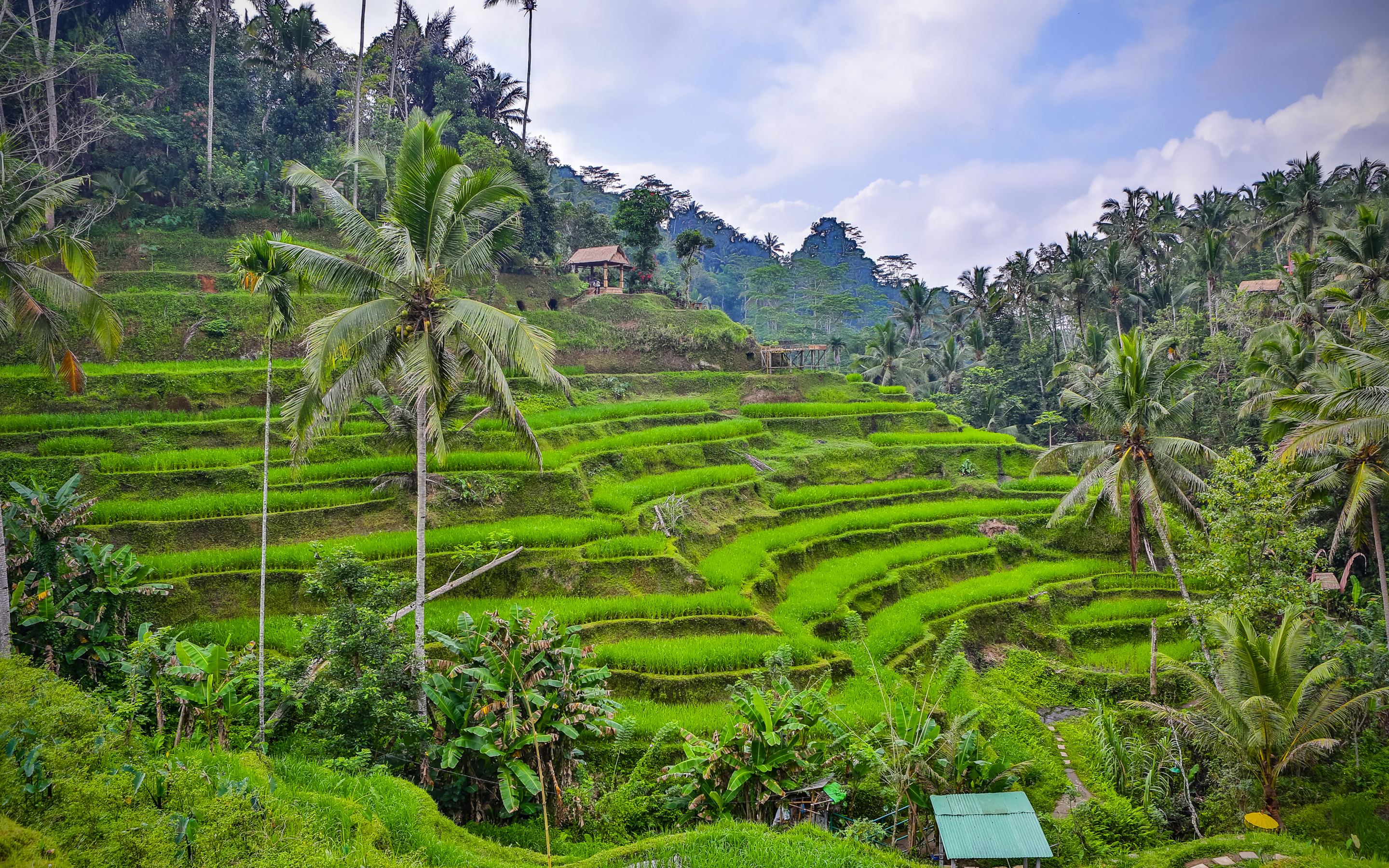 Bali summer travel, Rice fields vista, Palm tree horizons, Idyllic evenings, 2880x1800 HD Desktop