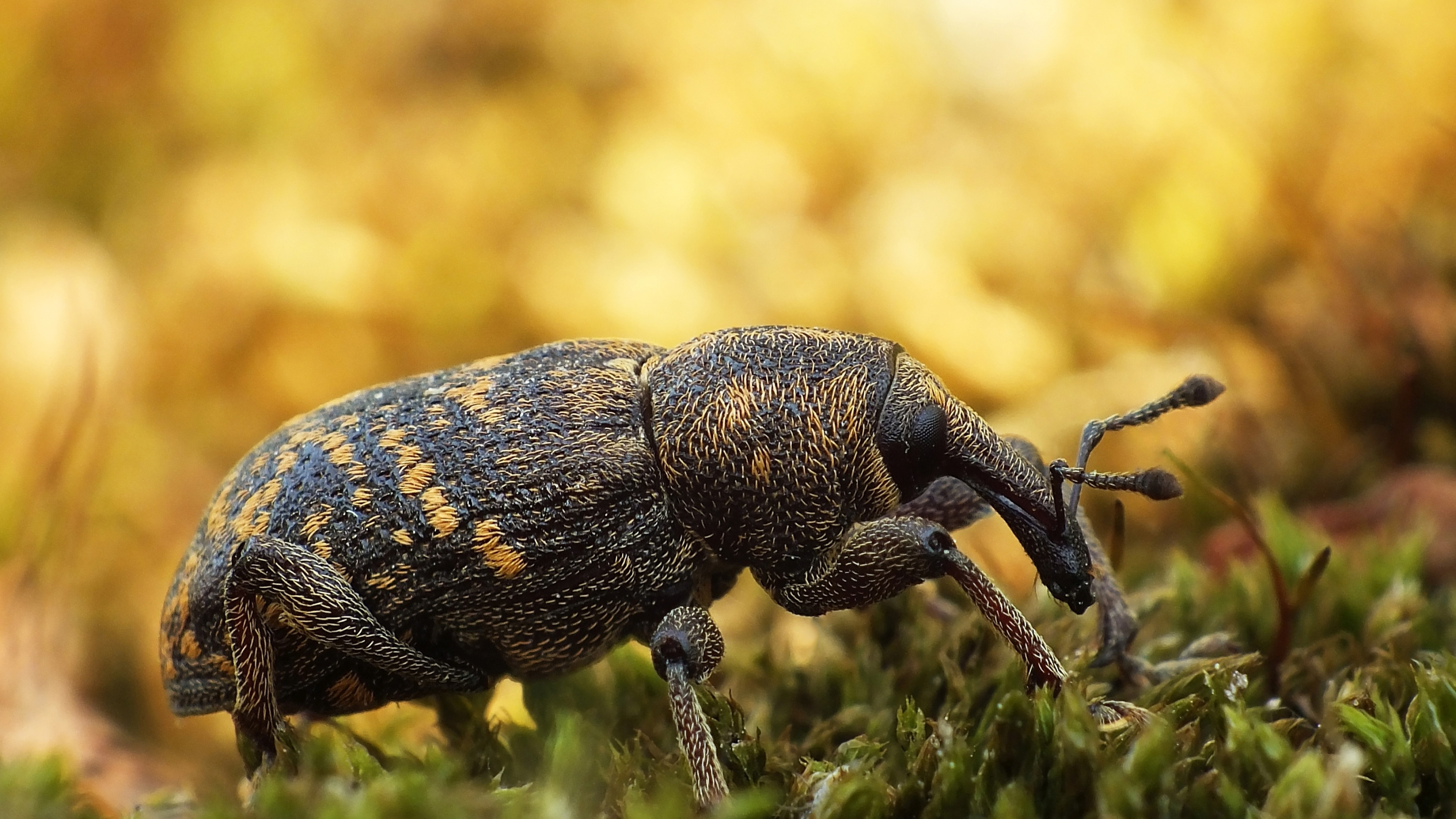 Beetle, Beetle wallpaper, Animal wallpapers, Wallpaper, 3840x2160 4K Desktop