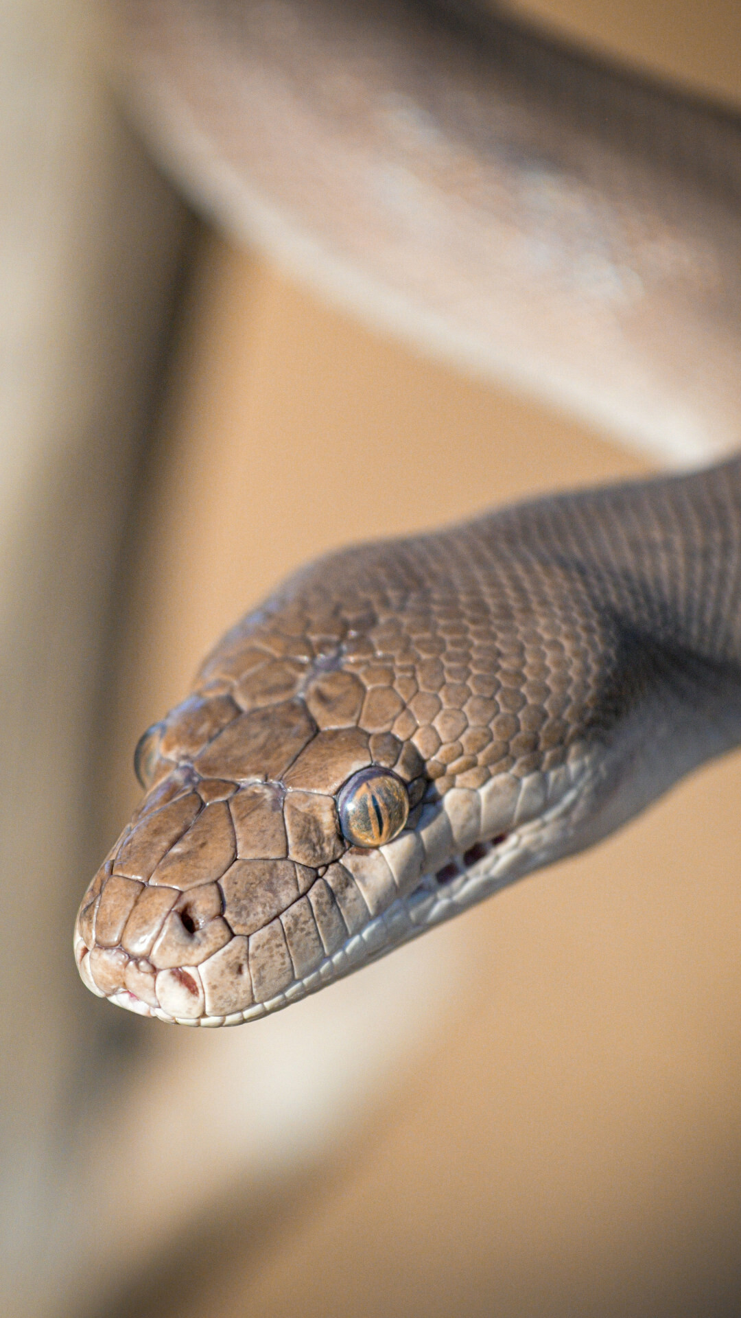 Olive python, Snakes Wallpaper, 1080x1920 Full HD Phone