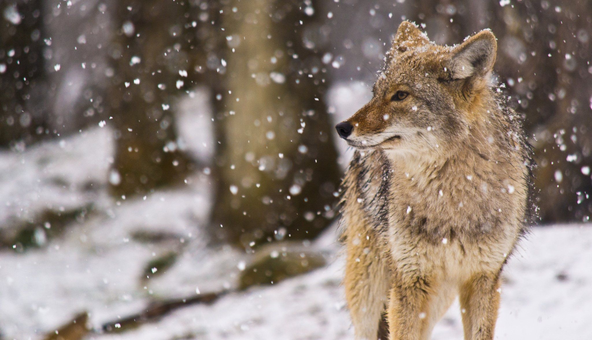 Coyote wallpapers, HD backgrounds, 2050x1180 HD Desktop