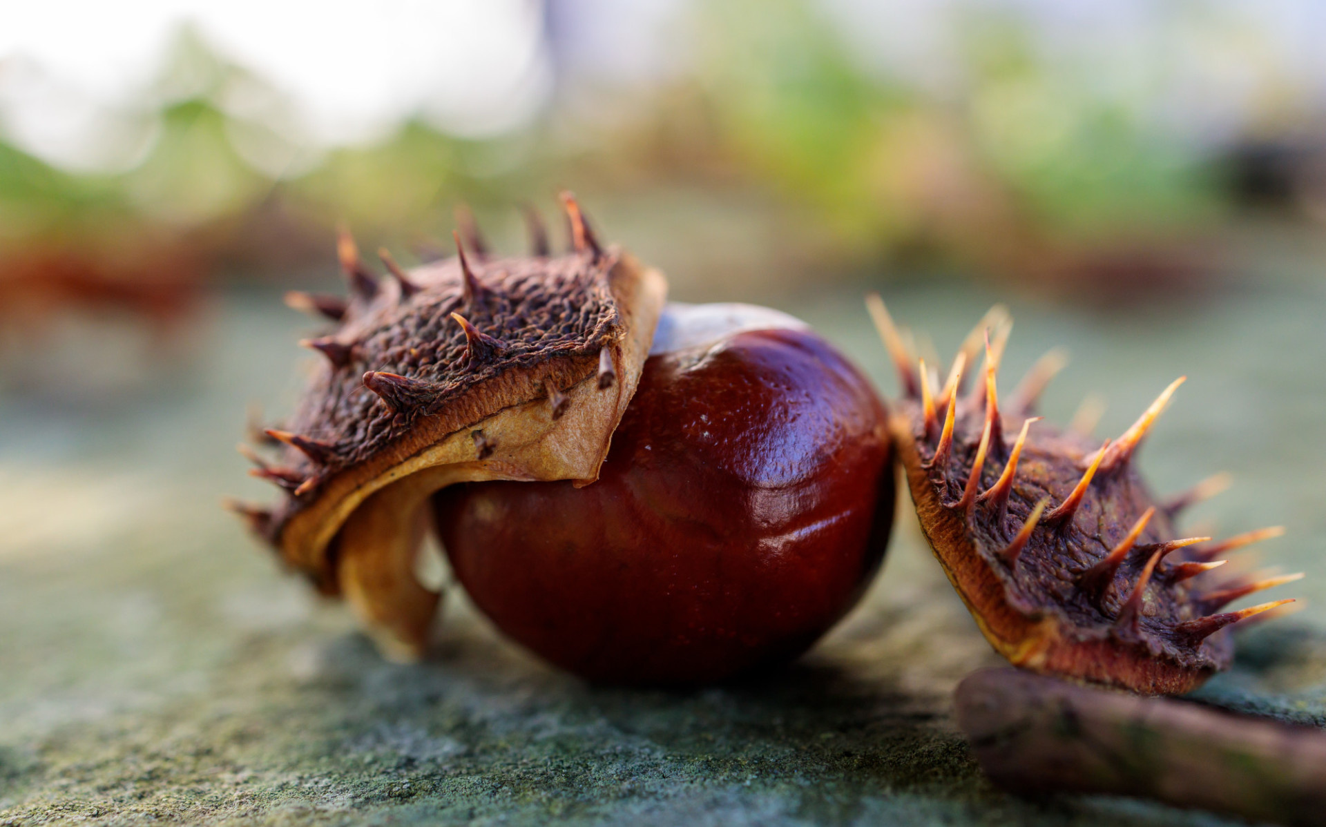 Autumn chestnut on the ground, Nature photography, Tranquil scene, Seasonal capture, 1920x1200 HD Desktop