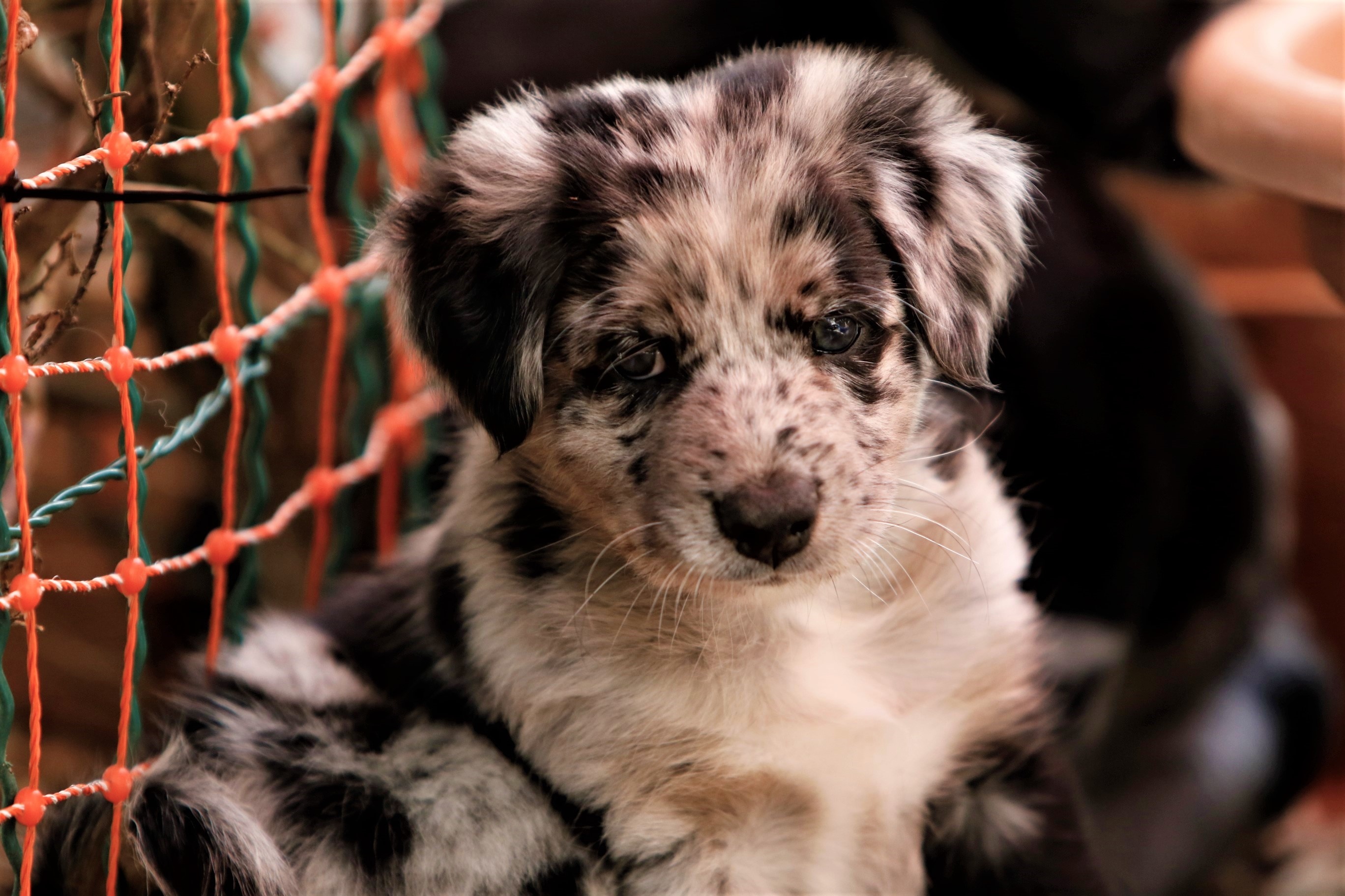 Magicproud Australian Shepherds, Wurf, Photo album, Cherished memories, 2740x1830 HD Desktop