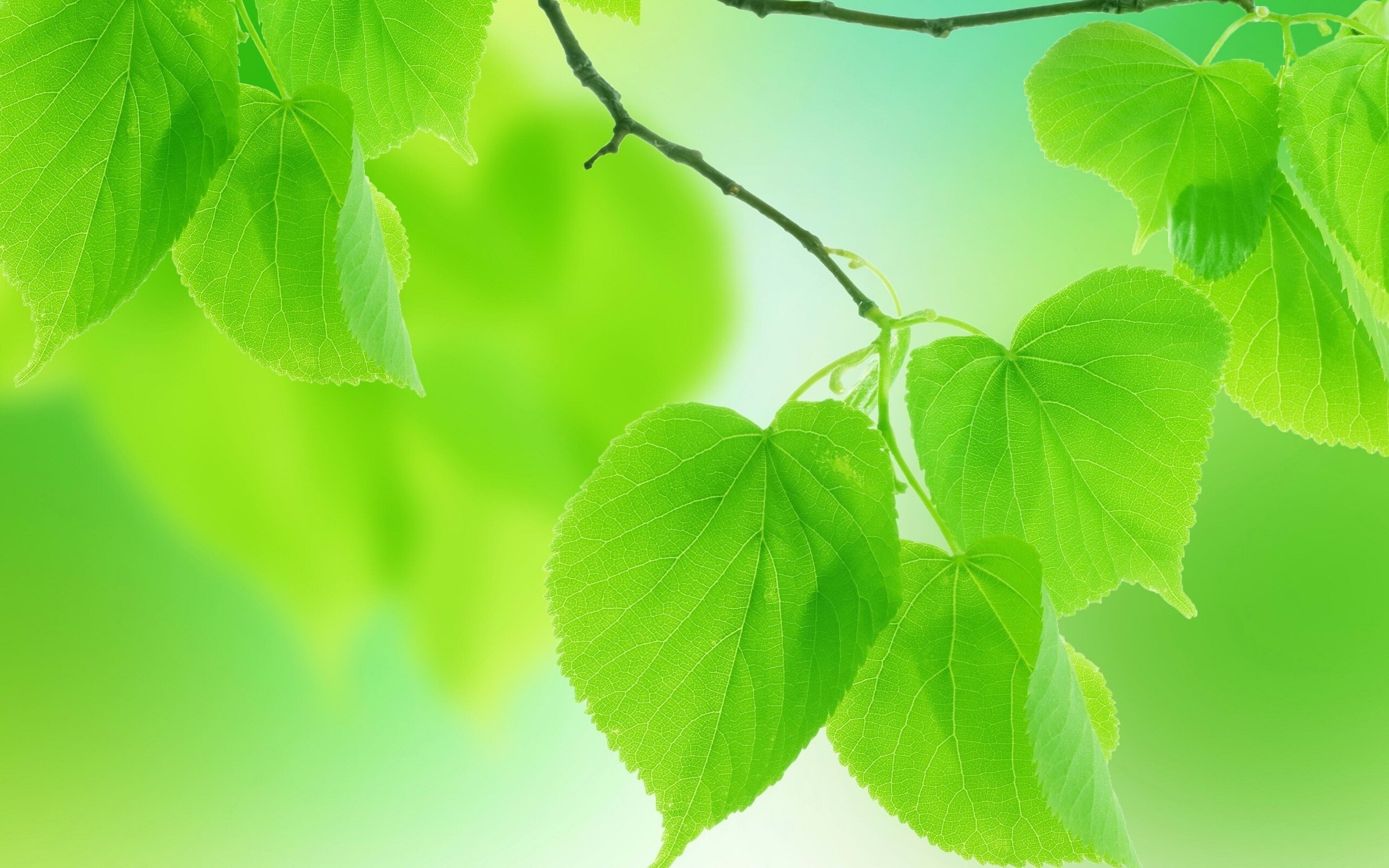 Leaf HD wallpaper, Serene background, Natural elegance, Captivating simplicity, 2560x1600 HD Desktop