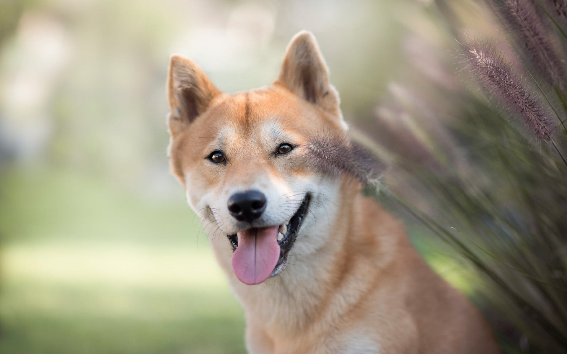 Shiba Inu, Beautiful dog, Japanese breed, High-quality pictures, 1920x1200 HD Desktop