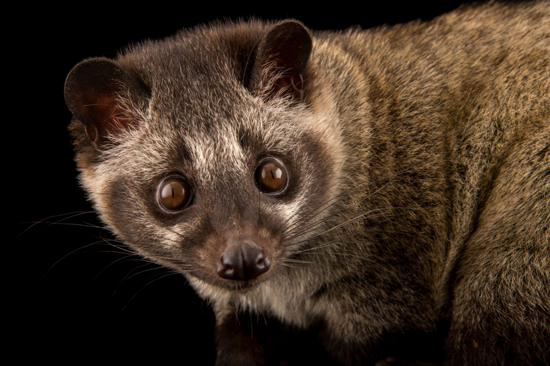 Asian Palm Civet HD wallpapers, High quality, Nature's beauty, Stunning images, 1920x1280 HD Desktop