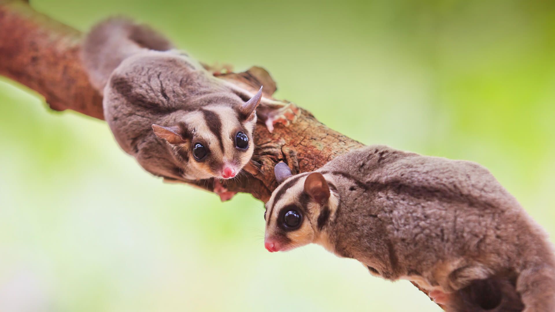 Sugar glider wallpapers, Nature's adorable, Wildlife wonders, Captivating moments, 1920x1080 Full HD Desktop