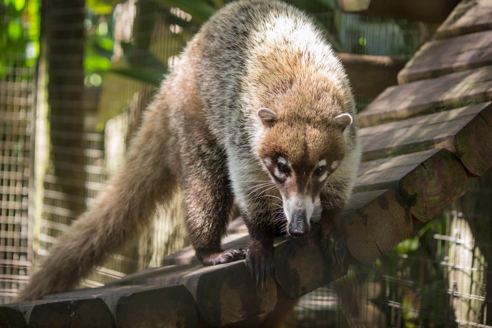 White nosed coati, Forest habitat, Mammals, Wildlife, 2050x1370 HD Desktop