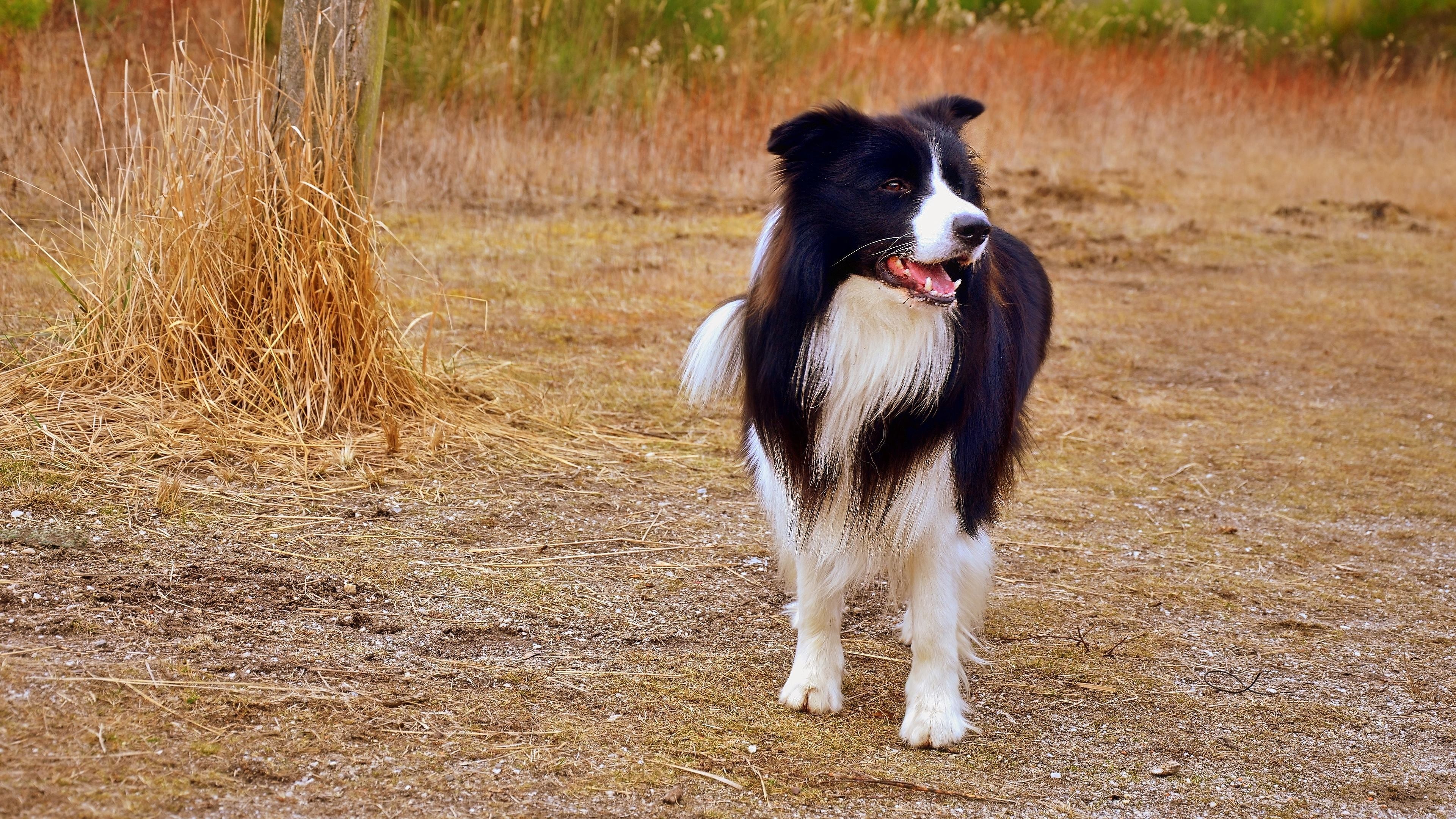 Hintergrundbilder, Hunde, Kostenlos, Border Collie, 3840x2160 4K Desktop