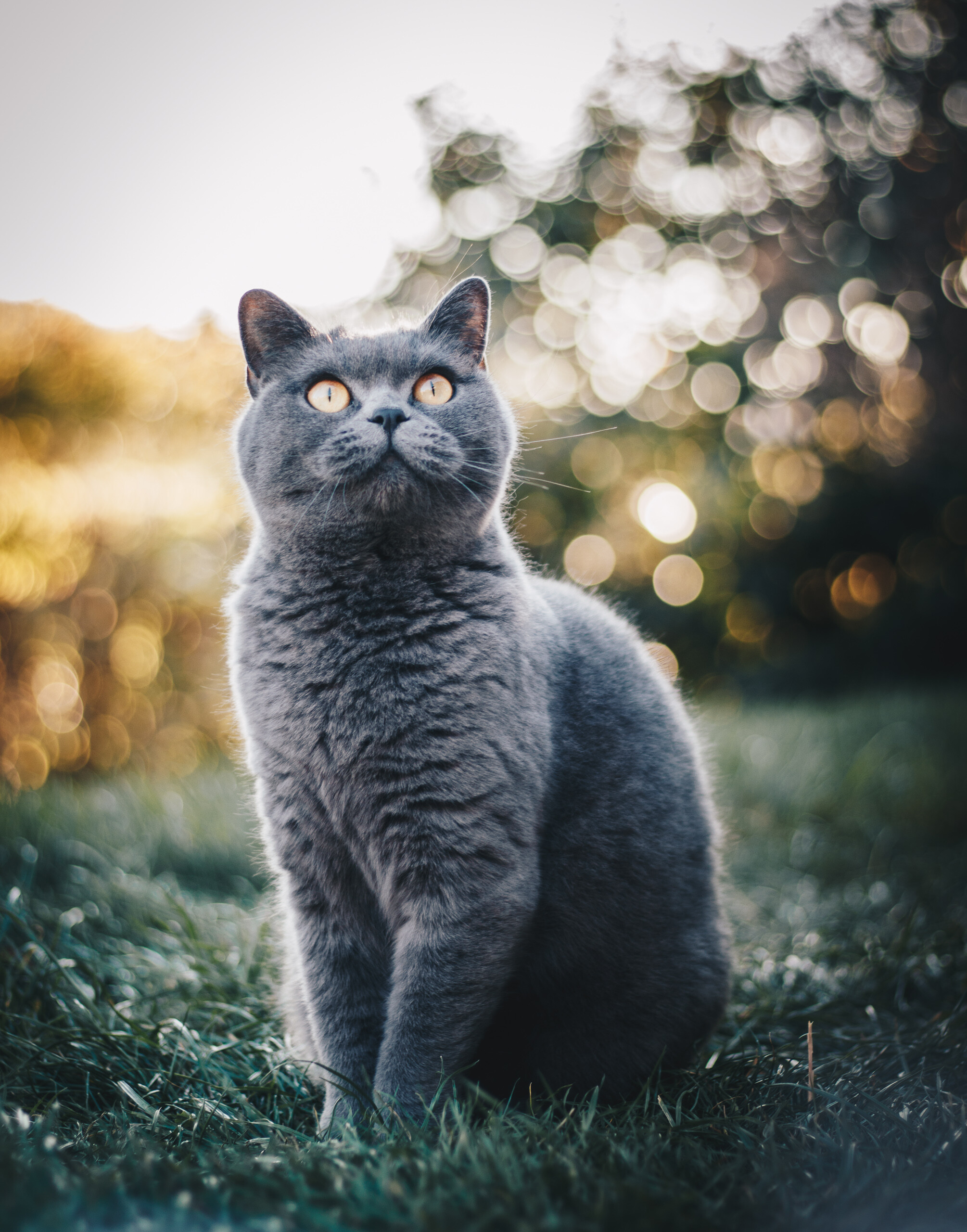 Outdoors, British Shorthair Wallpaper, 2010x2560 HD Phone