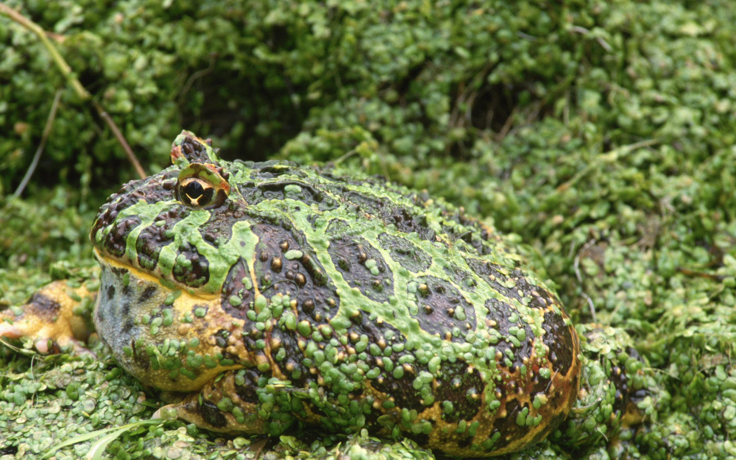 Toad wallpapers, Wide variety, Toad species, Nature's palette, 2560x1600 HD Desktop