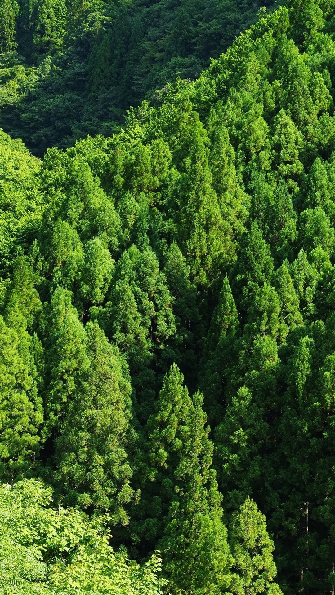 Aerial perspective, Canopy of trees, Majestic forest, Breathtaking landscapes, 1080x1920 Full HD Phone