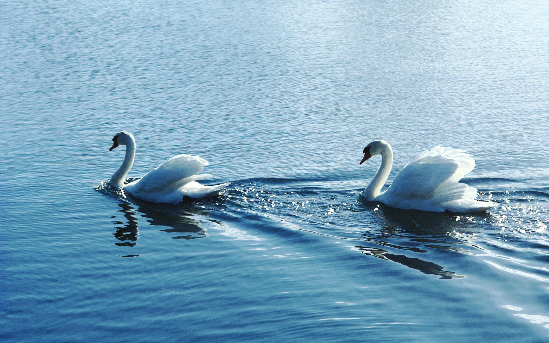 Swan wallpaper 47119, Swan wallpaper 47119, Swan wallpaper 47119, Swan wallpaper, 1920x1200 HD Desktop