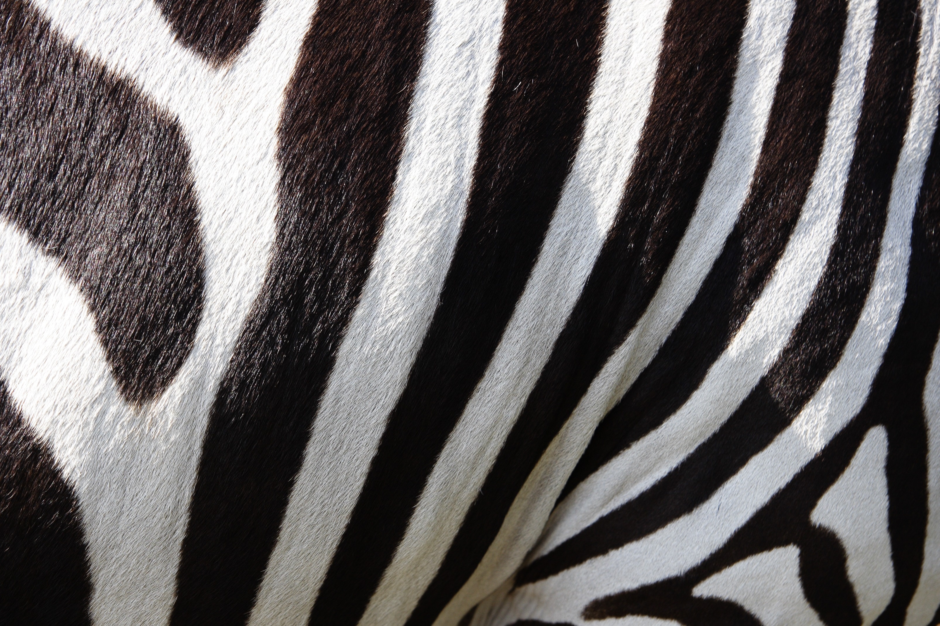 Stripes, Zebras Wallpaper, 3220x2150 HD Desktop