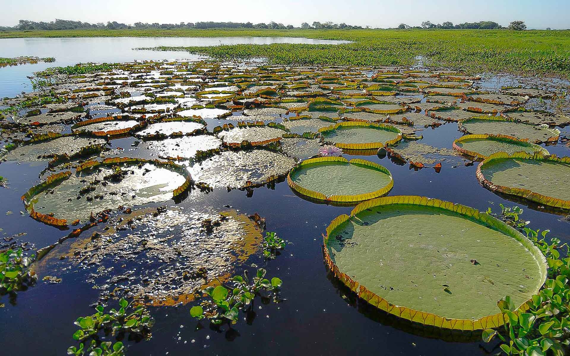 Pantanal Matogrossense, LesVoyageuses, Travel to Brazil, Pantanal adventure, 1920x1200 HD Desktop