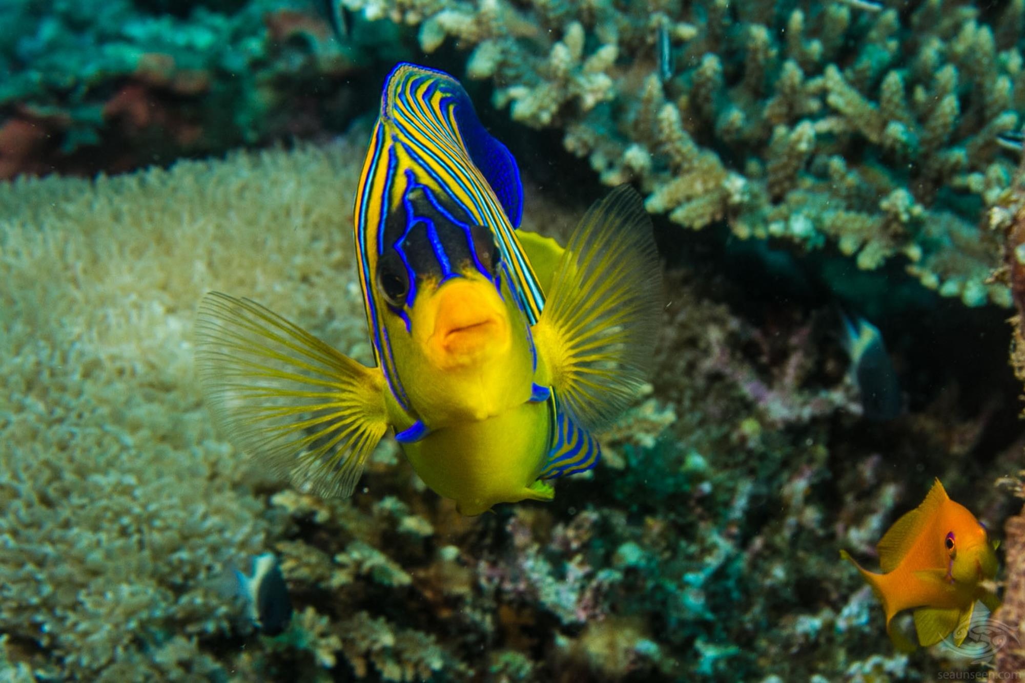 Regal angel pygoplites, Vibrant coral farm, Tropical marine life, Stunning wallpapers, 2000x1340 HD Desktop