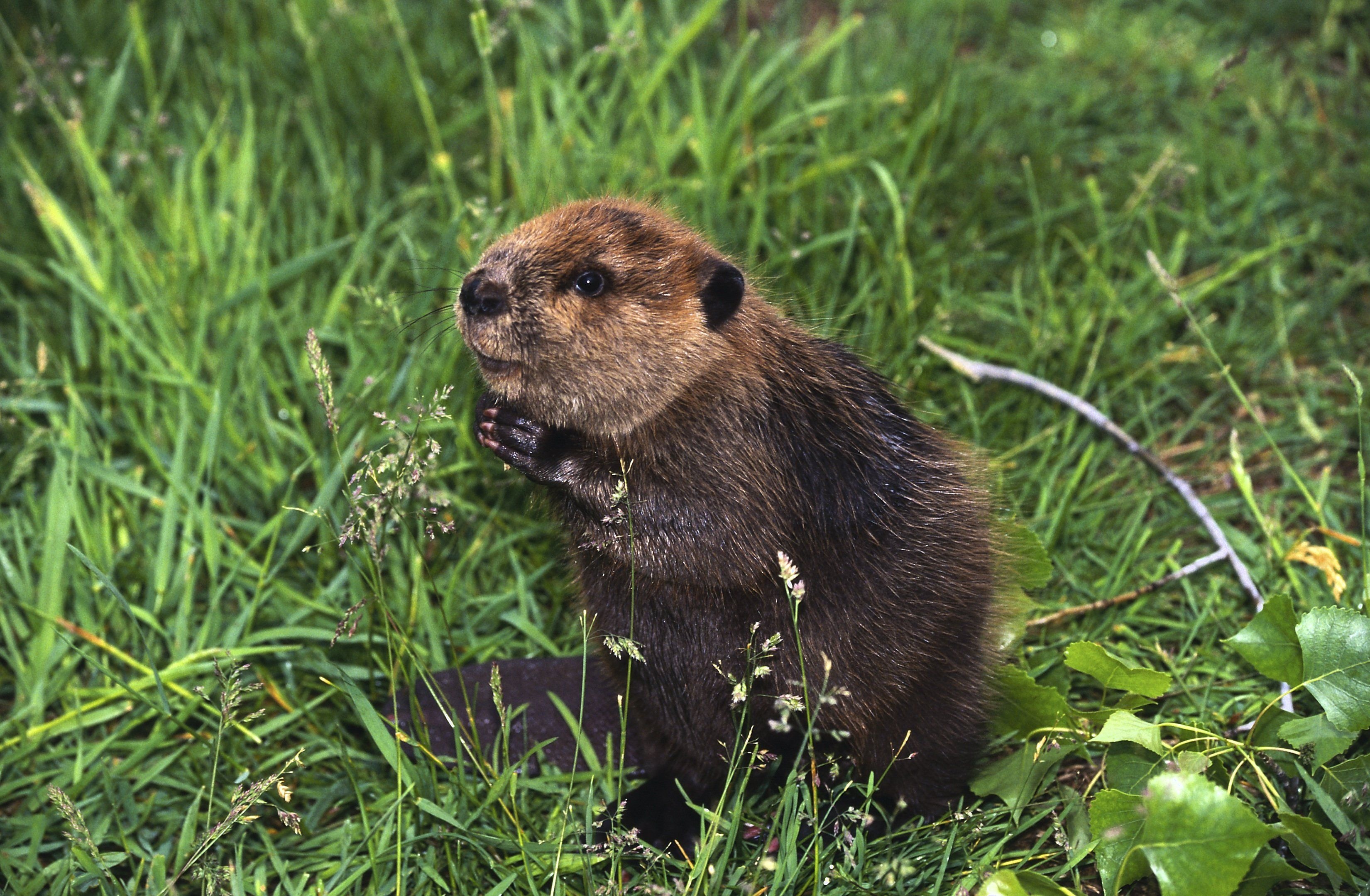 Beaver wallpapers, Top backgrounds, Nature images, Animal pictures, 3300x2160 HD Desktop