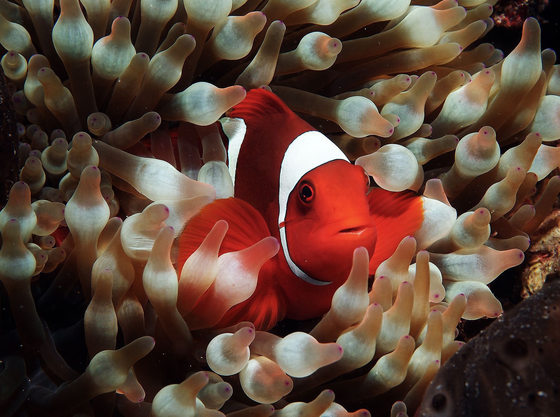 Desktop background, Clownfish aesthetics, Marine-themed wallpaper, Underwater beauty, 1920x1430 HD Desktop