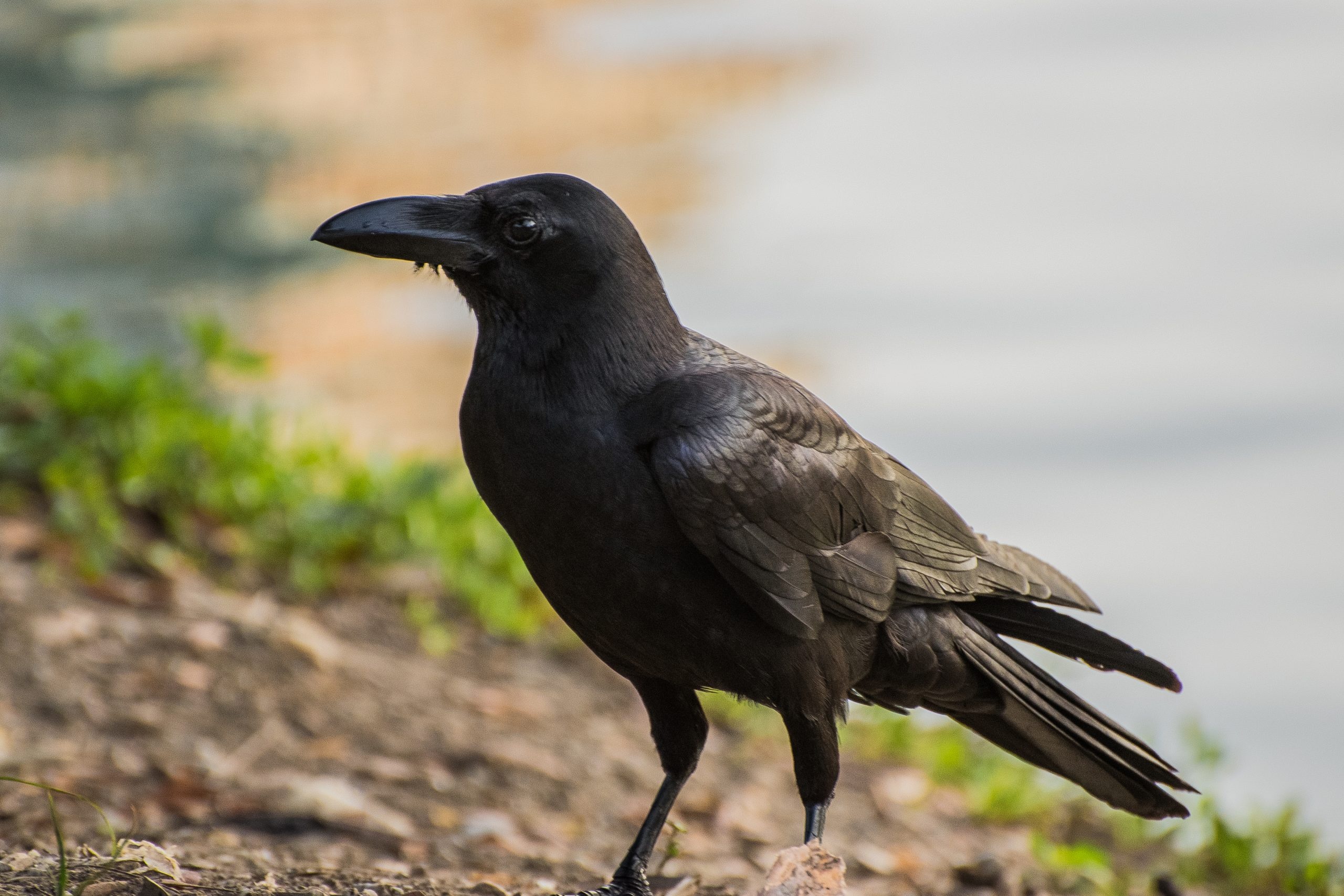 Raven on a tree, Raven bird, Animal photography, 2560x1710 HD Desktop