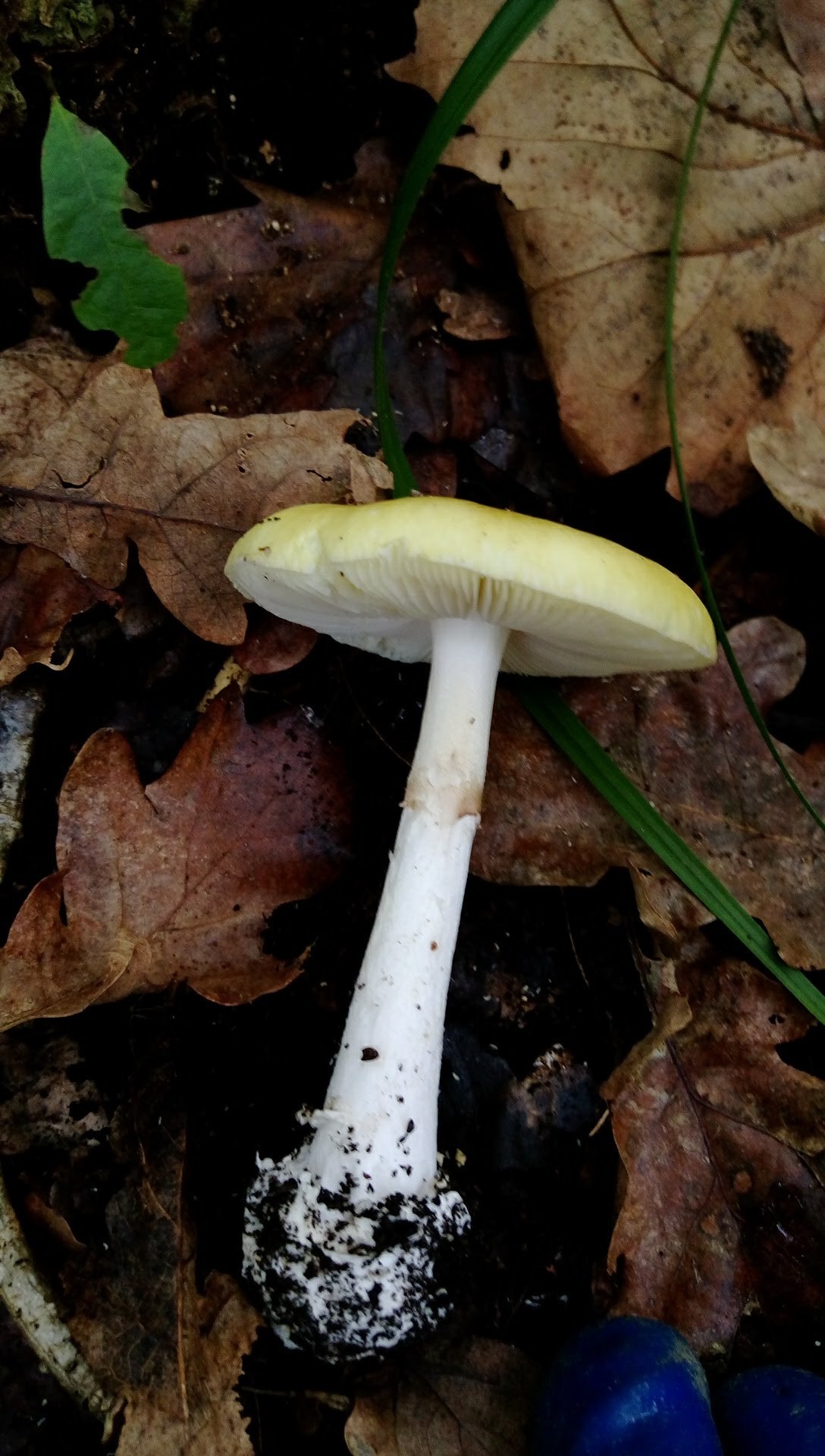 Amanita gemmata, Exannulata spores, Moulds and fungi, Nature's marvels, 1090x1920 HD Phone