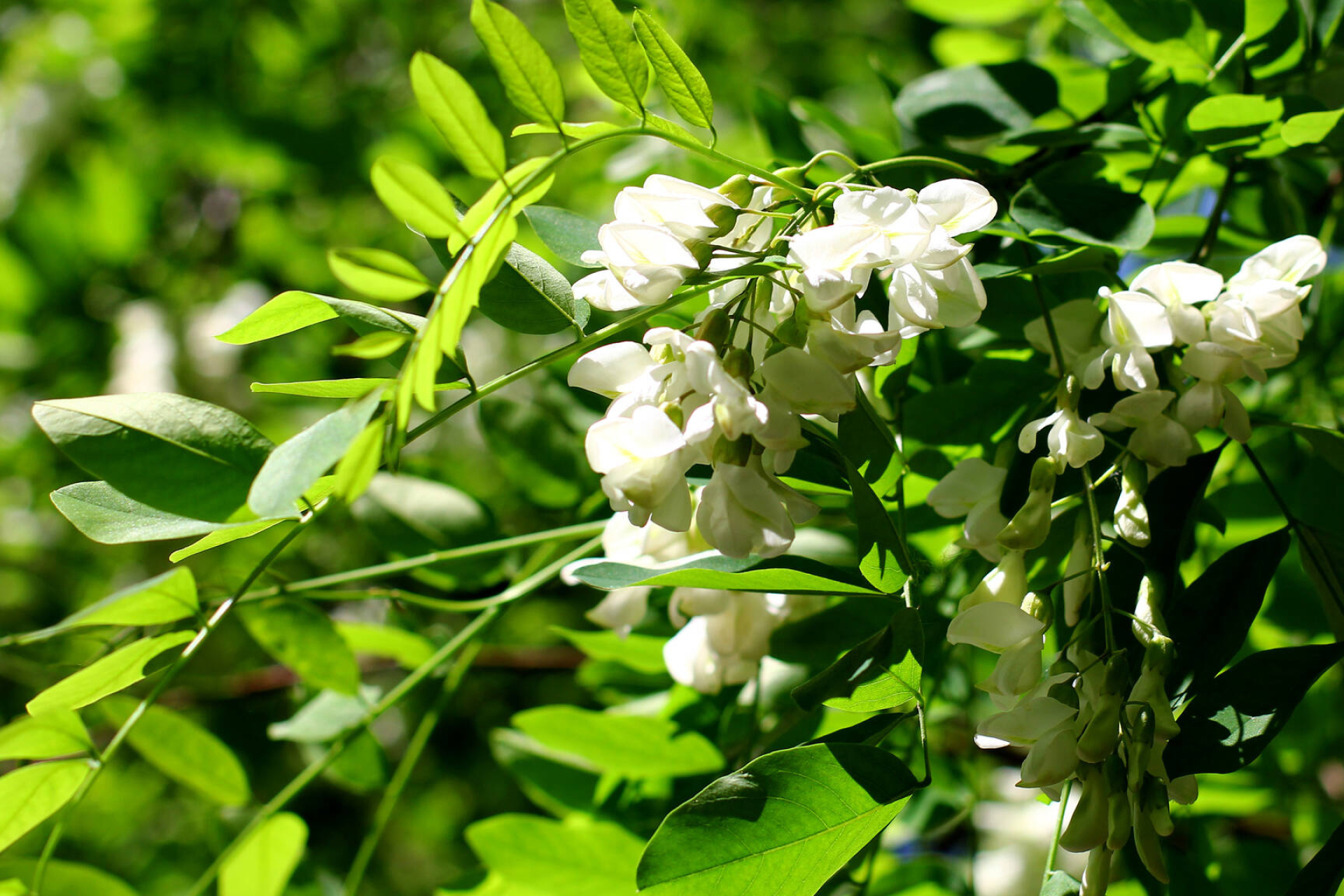 Blossoming acacia, Flowers of acacia wood, Tree's grace, Nature's artwork, 1920x1280 HD Desktop