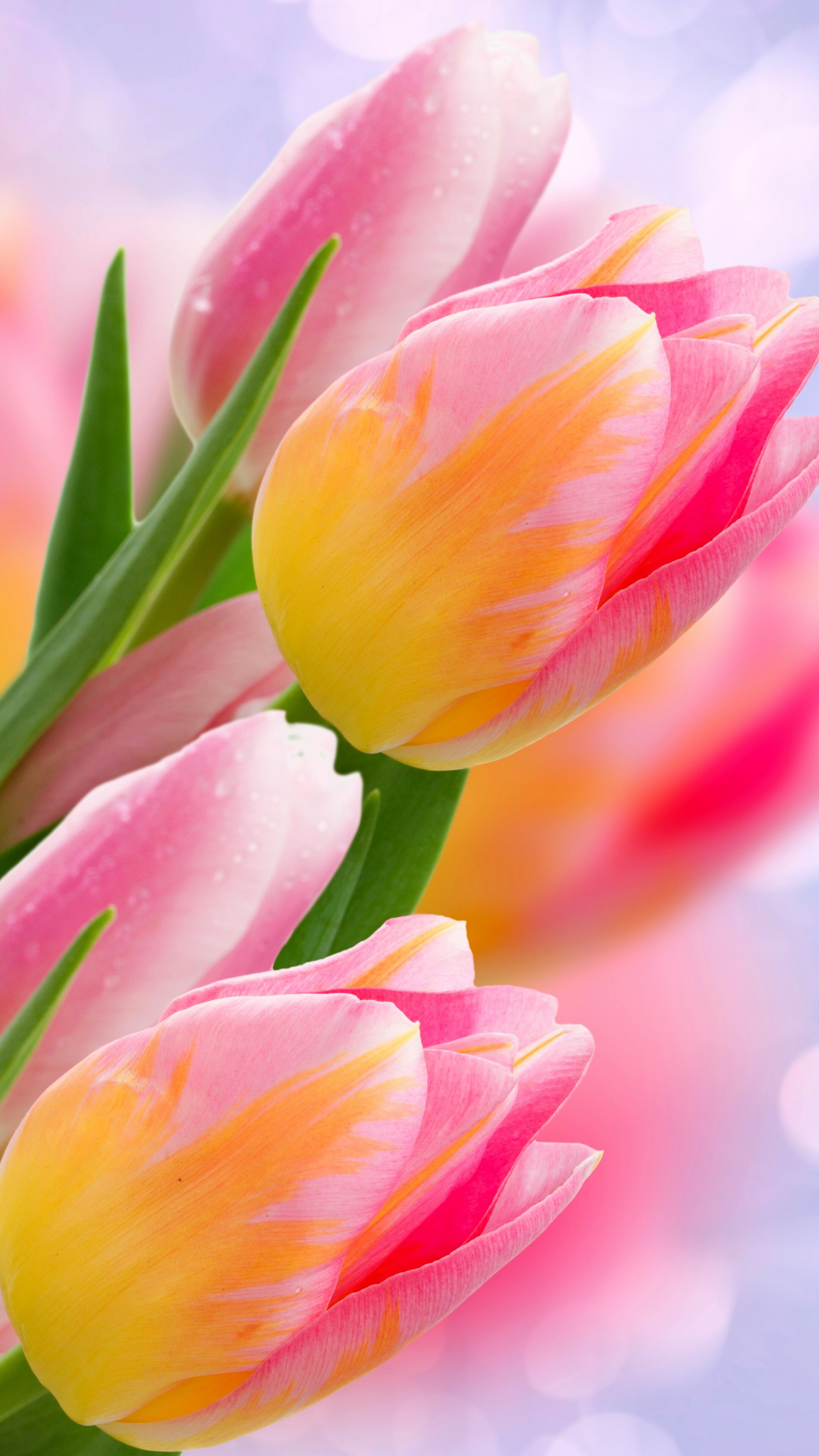 Tulip (Nature), Flowers tulips, 4k nature, Page 711, 2160x3840 4K Phone