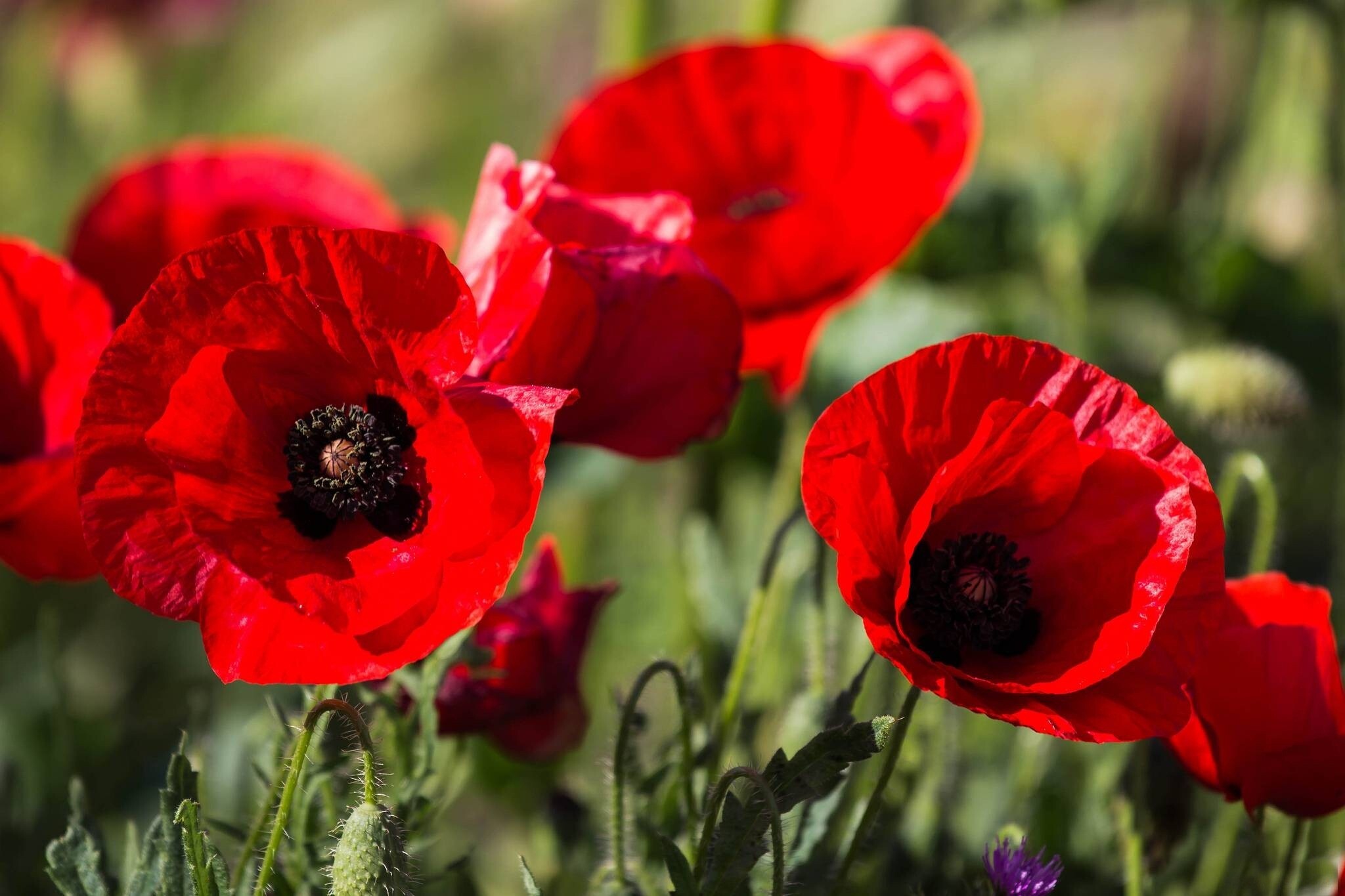 Mesmerizing poppy flowers, Floral color burst, Nature's vivid display, Magnificent floral sight, 2050x1370 HD Desktop
