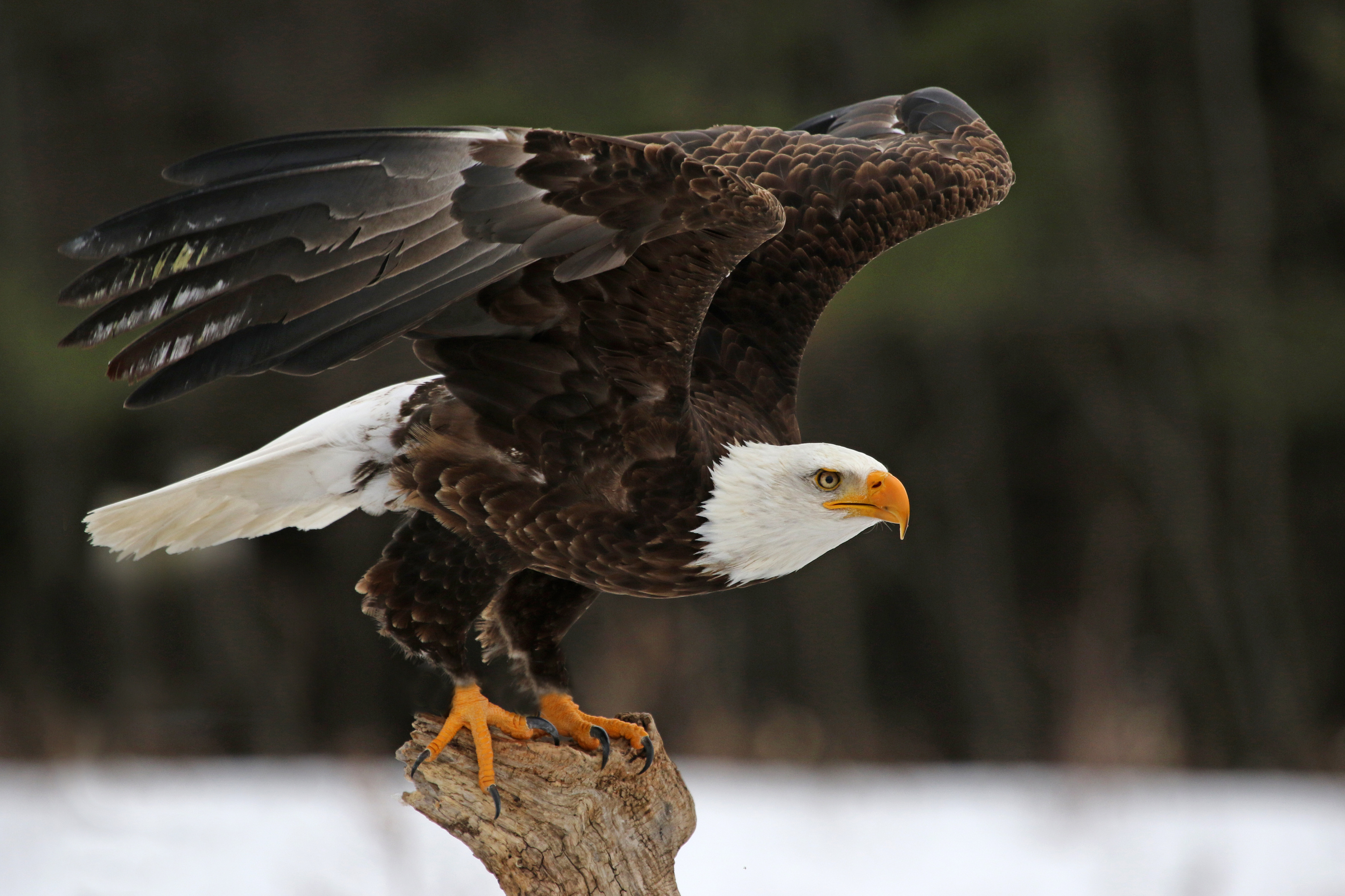 Bald Eagle, City's newest pet, Rover's companion, Interesting story, 3000x2000 HD Desktop