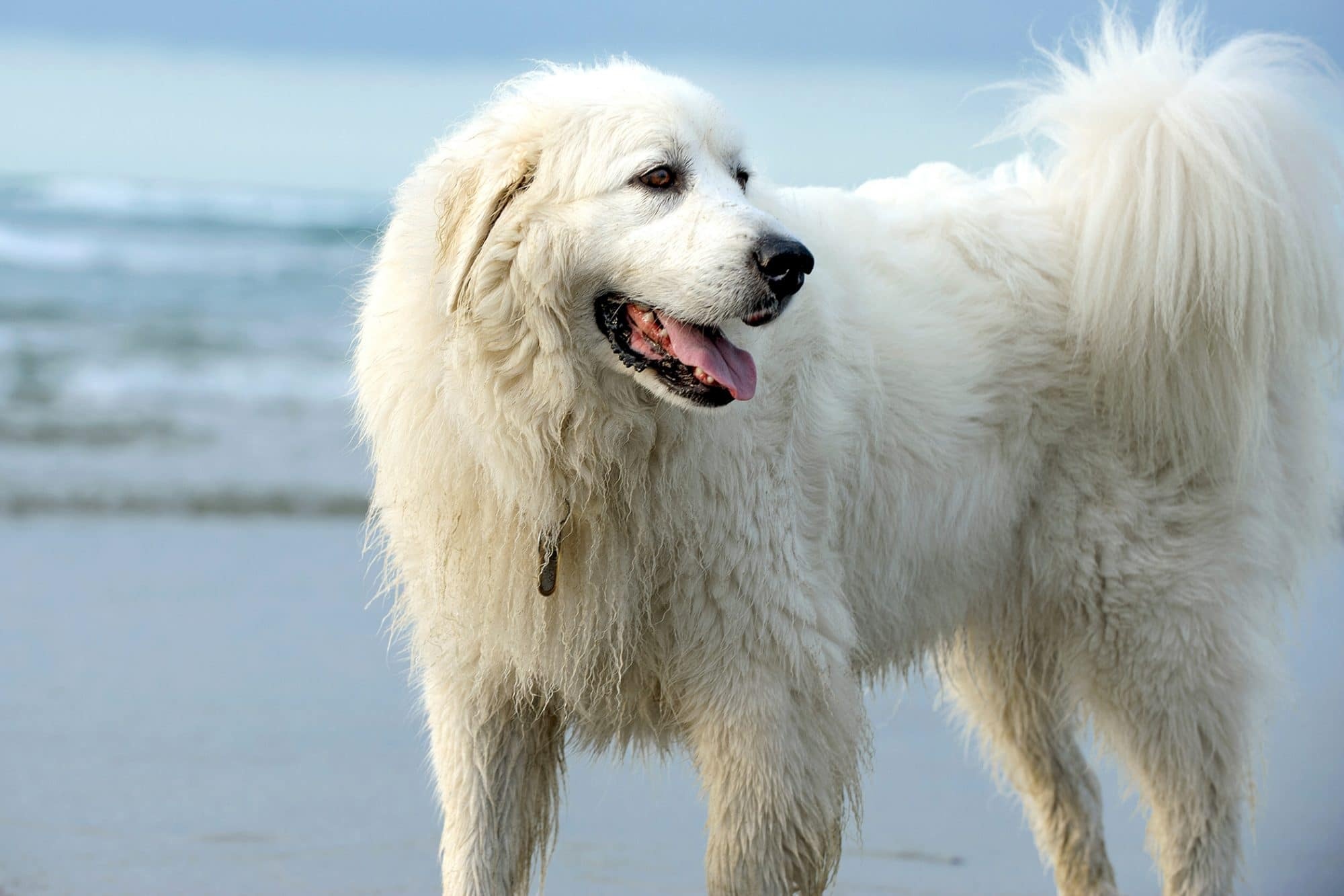 Great Pyrenees animals, Breed profile, Regal companions, Loyal protectors, 2000x1340 HD Desktop