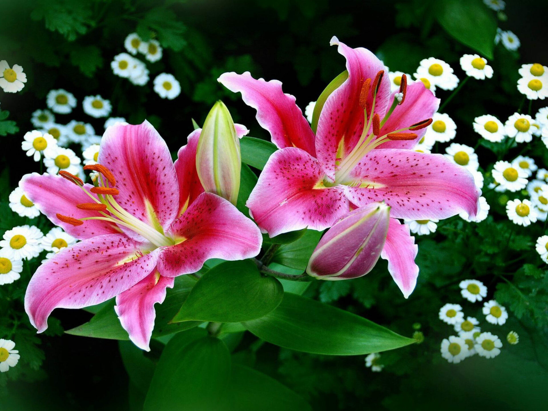 Tiger lilies, Lily flowers, Lily garden, Lovely wallpapers, 1920x1440 HD Desktop