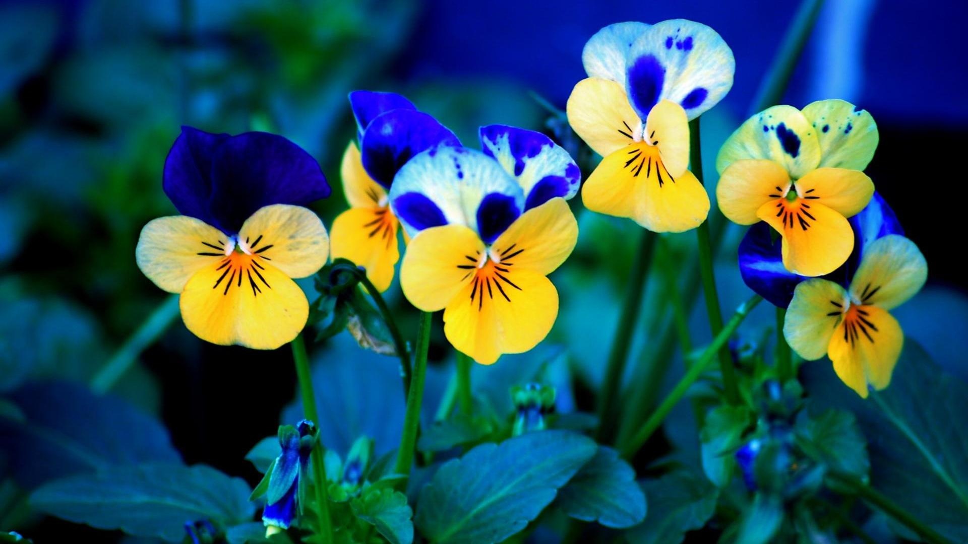 Garden pansy flowers, Bicolor viola petals, Green flower foliage, Full HD Desktop wallpaper