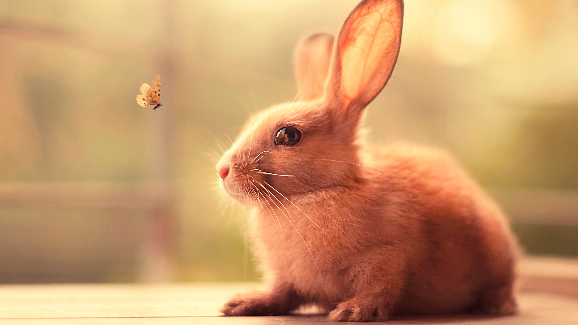 Bunny, Cute Laptop Wallpaper, 1920x1080 Full HD Desktop